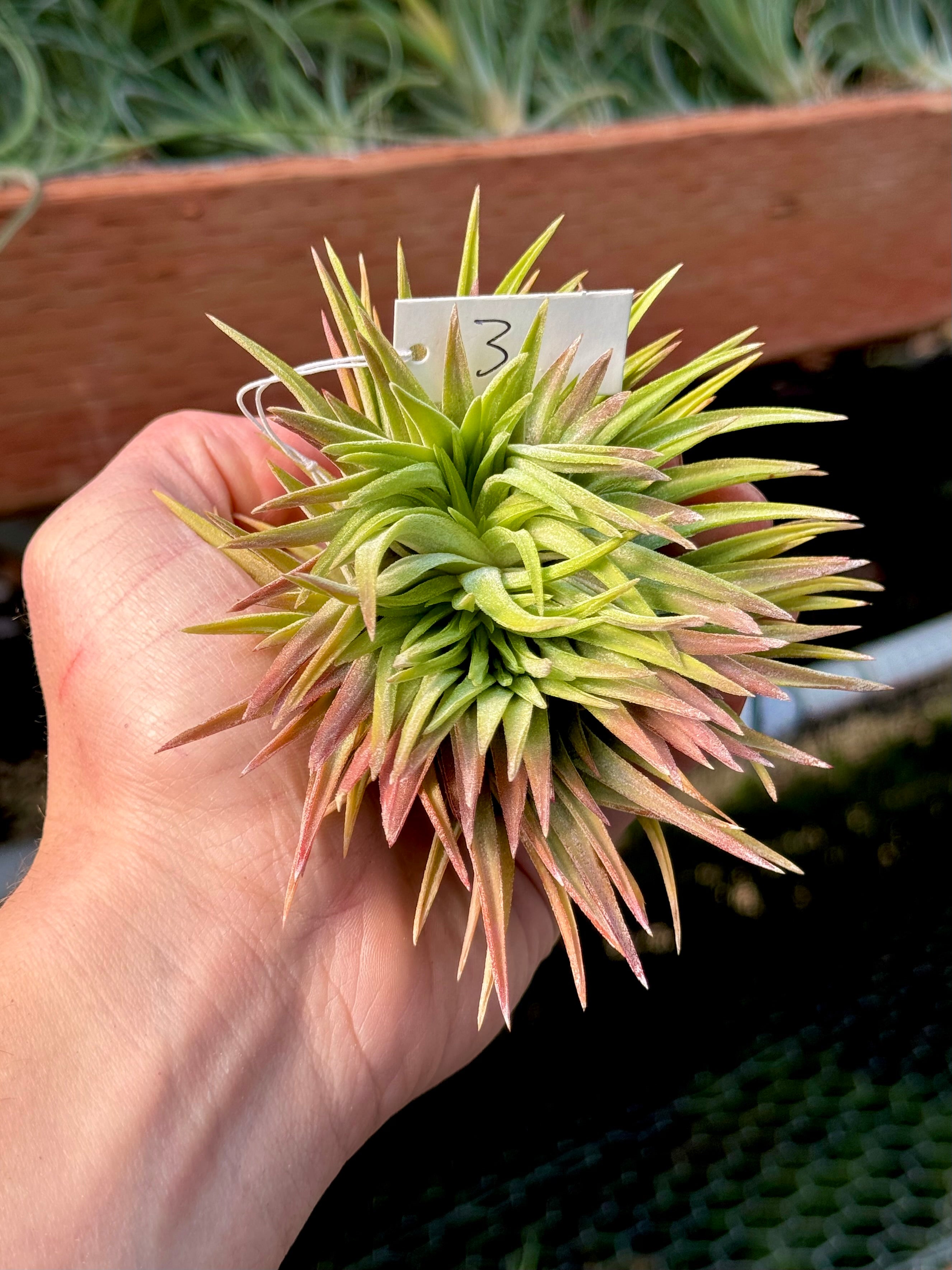 Crested Ionantha ‘Mad Max’ <br> (T.I.)