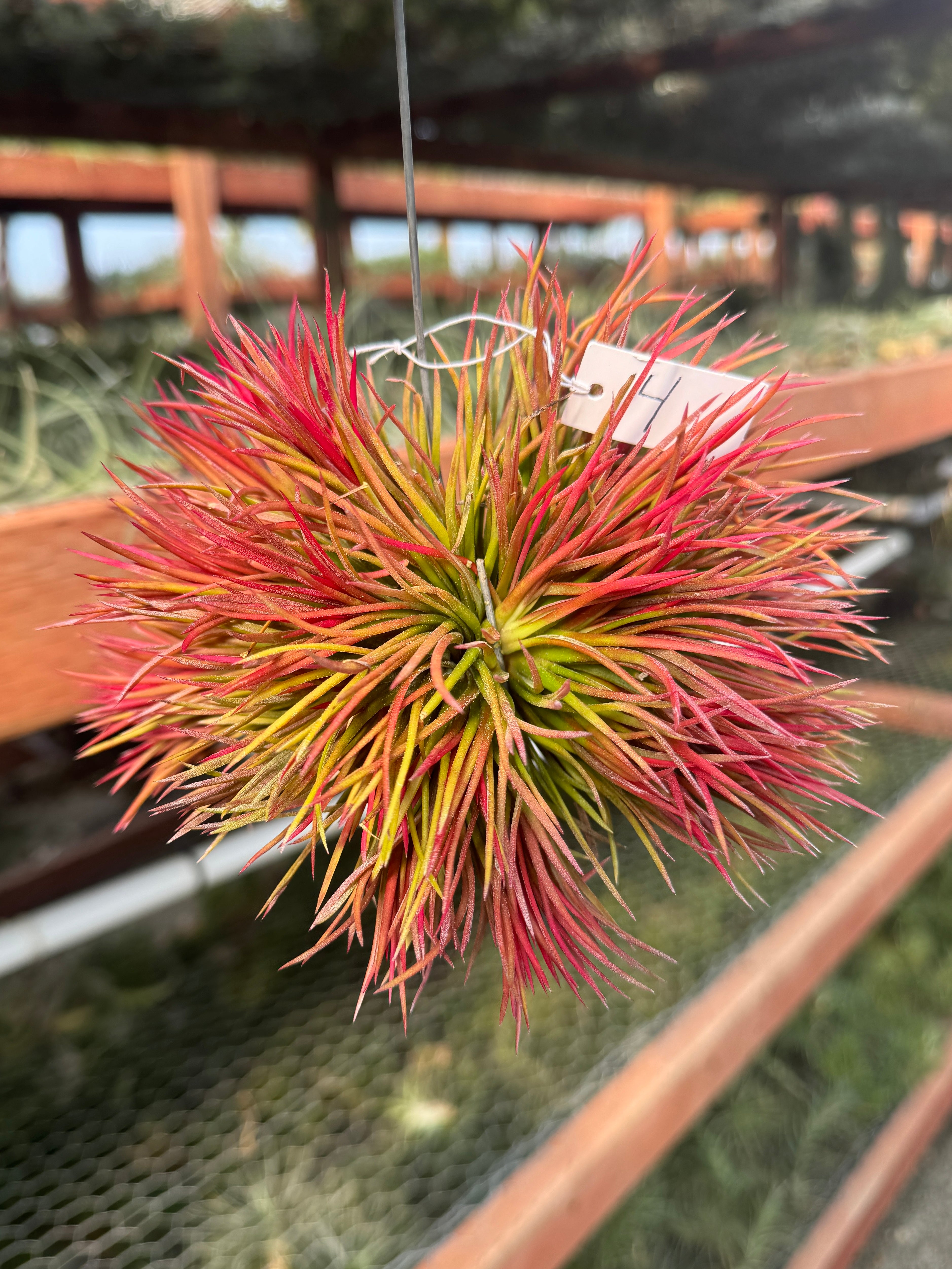 Hanging Crested Ionantha Clump <br> (Exact Plants Pictured)