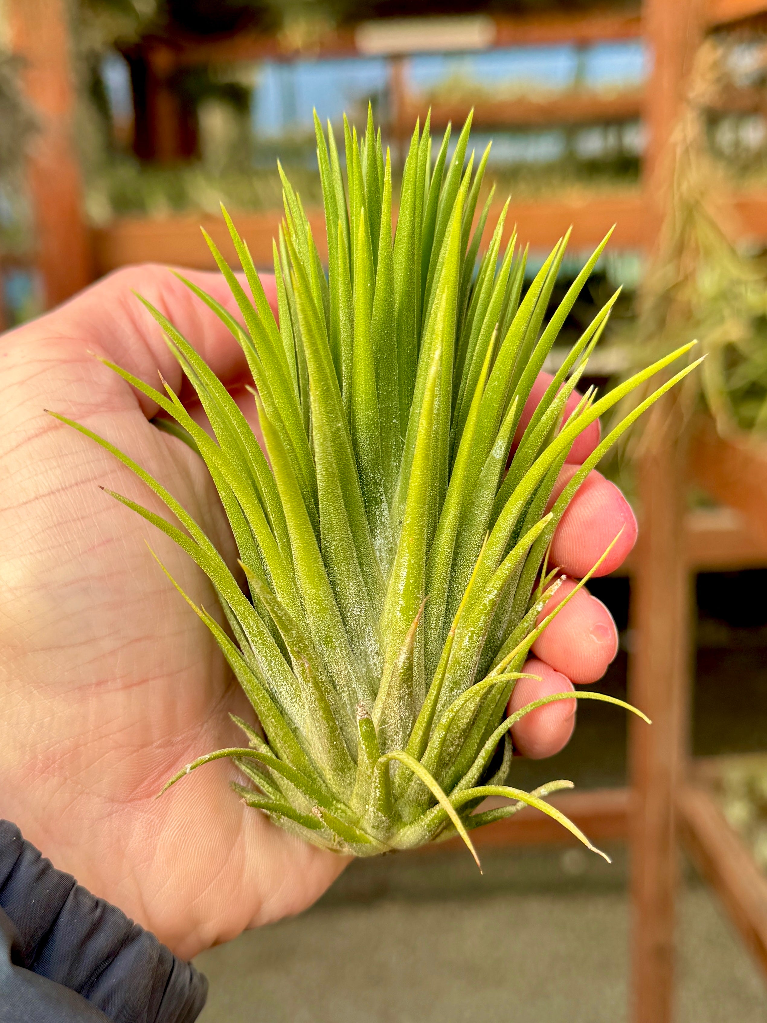 Ionantha Hand Grenade – Air Plant Hub