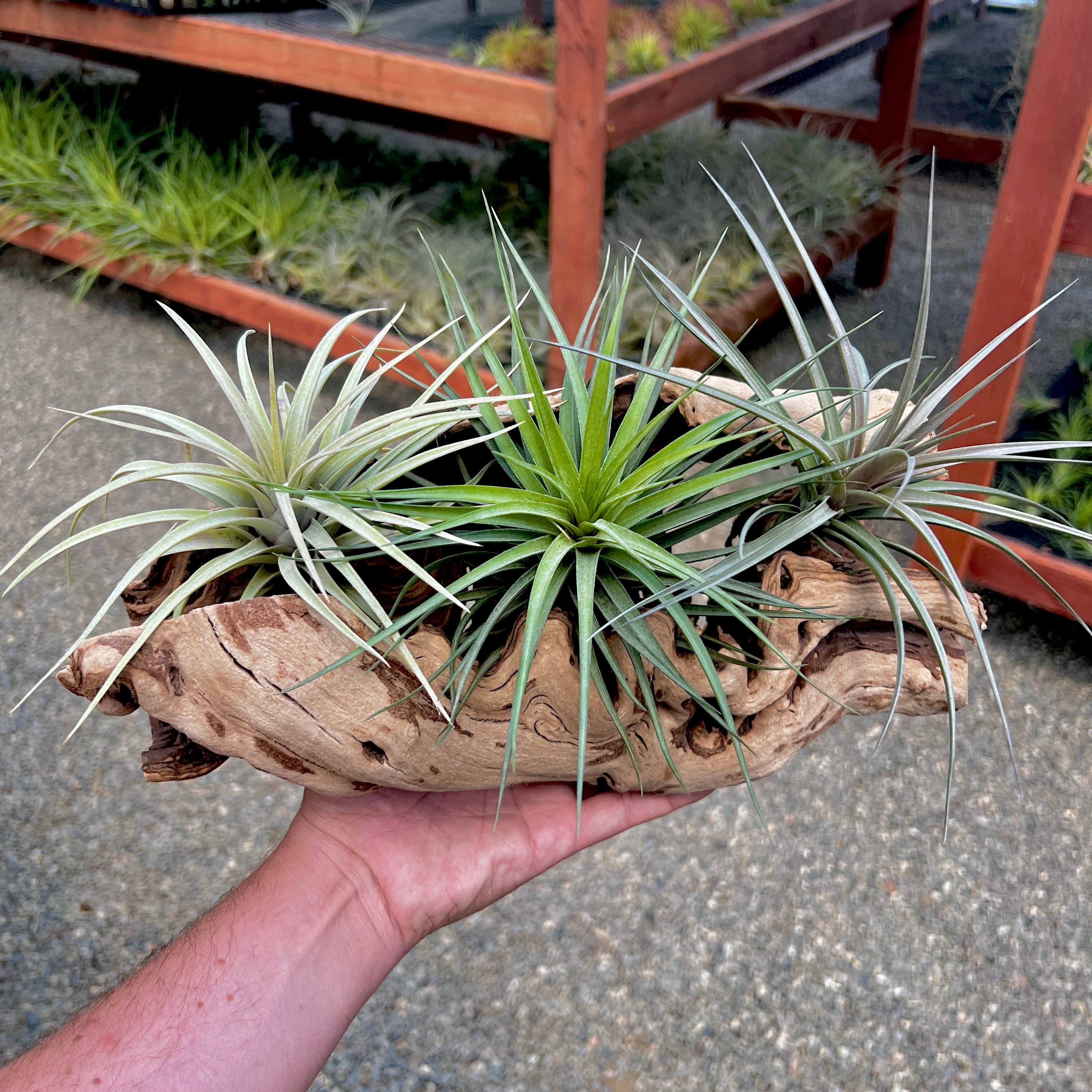 Sandblasted California Grapewood Trunk Large Size Side Display (Includes 3 Air Plants!)