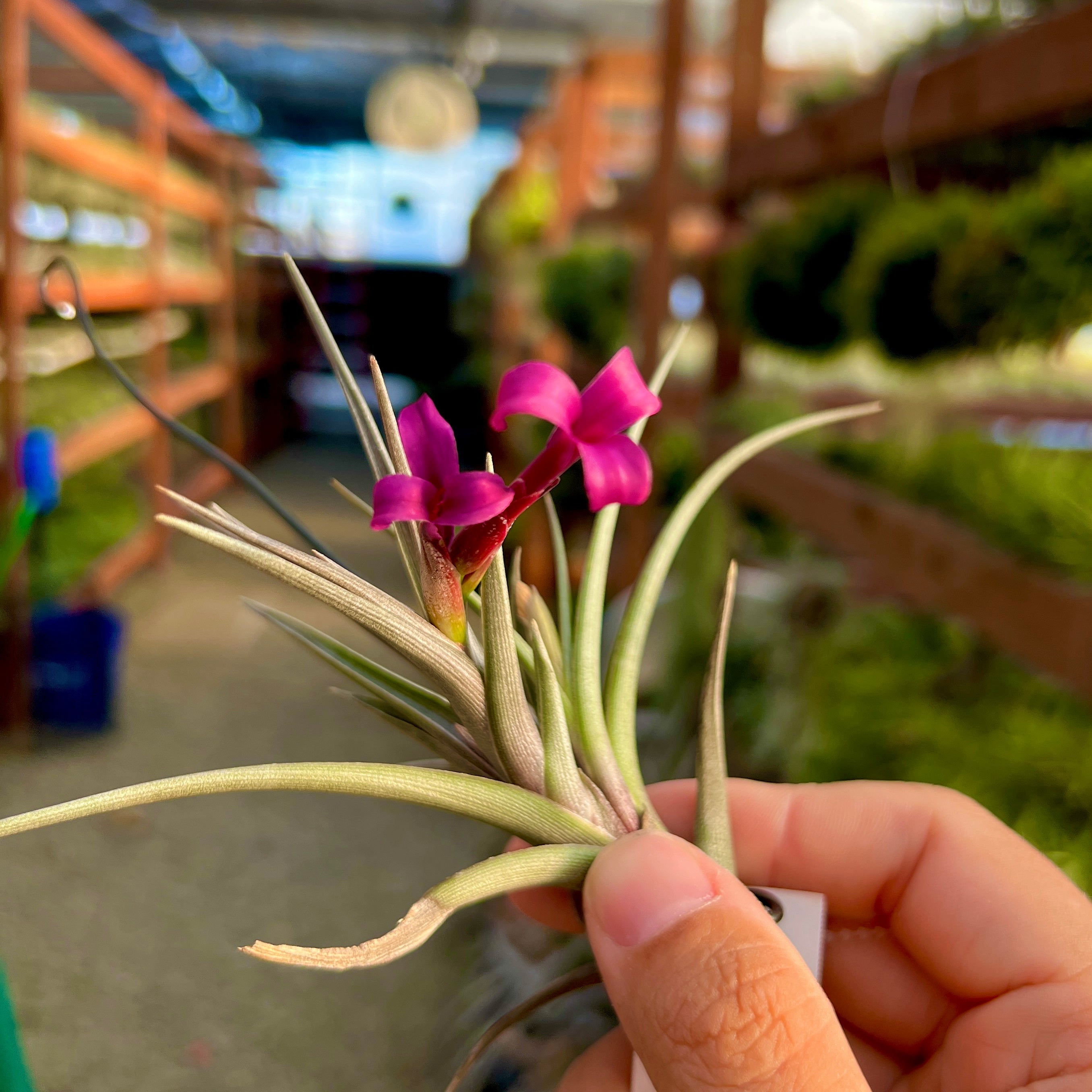 Mystic Twins (albertiana x geminiflora) – Air Plant Hub