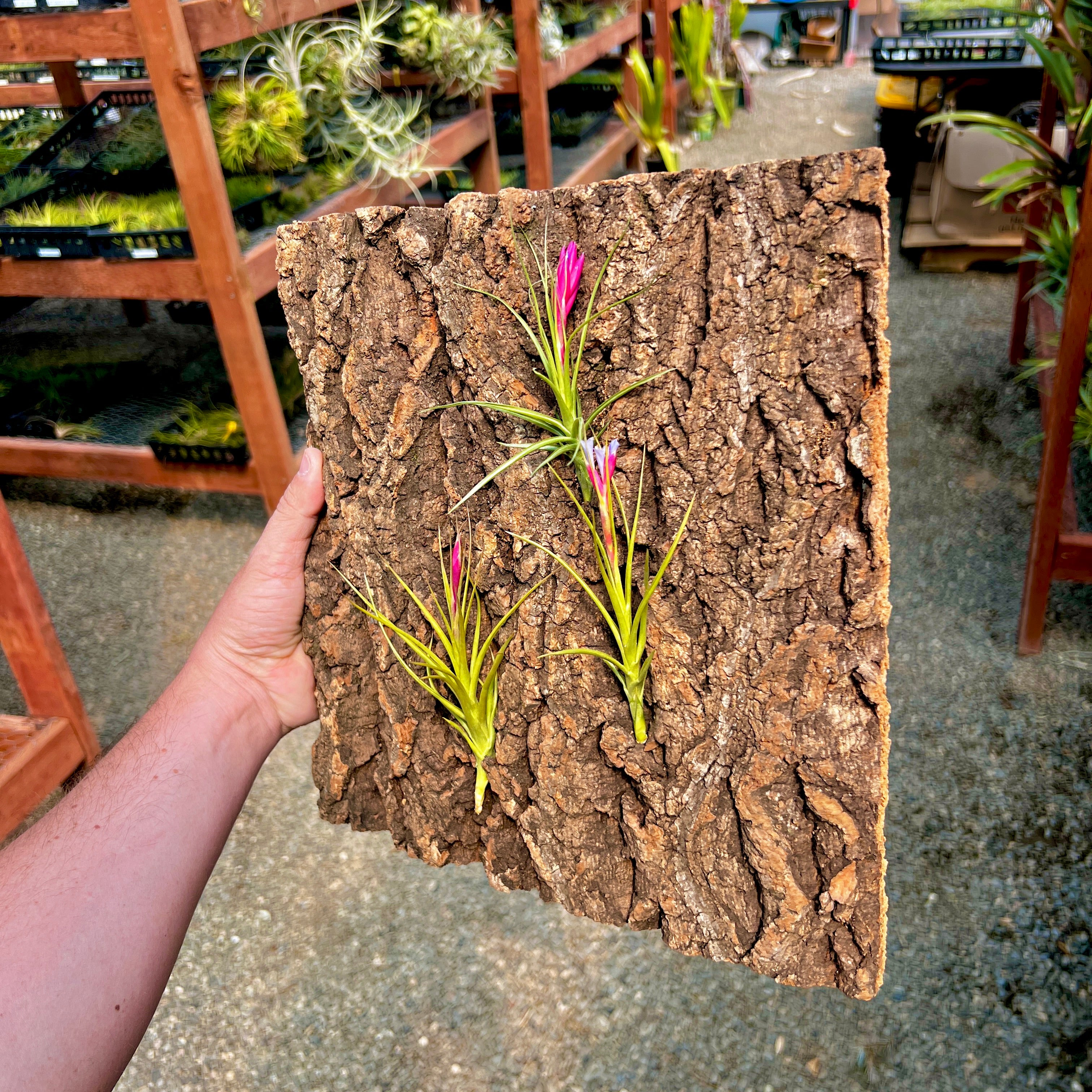 Virgin Cork Bark Flats (Large) <br> Perfect For Mounting Or Terrarium Backdrops