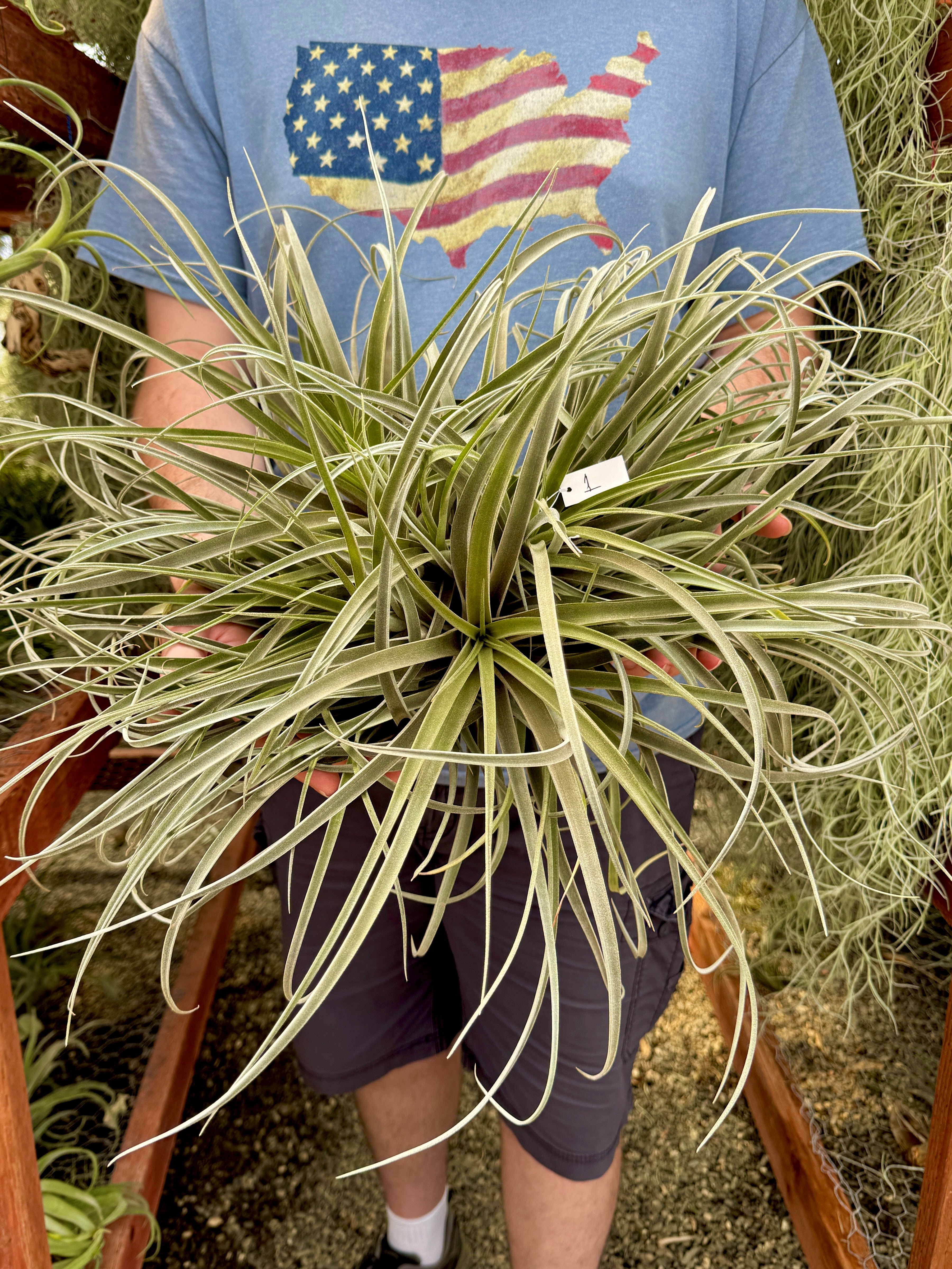 XXL Betty Clumps