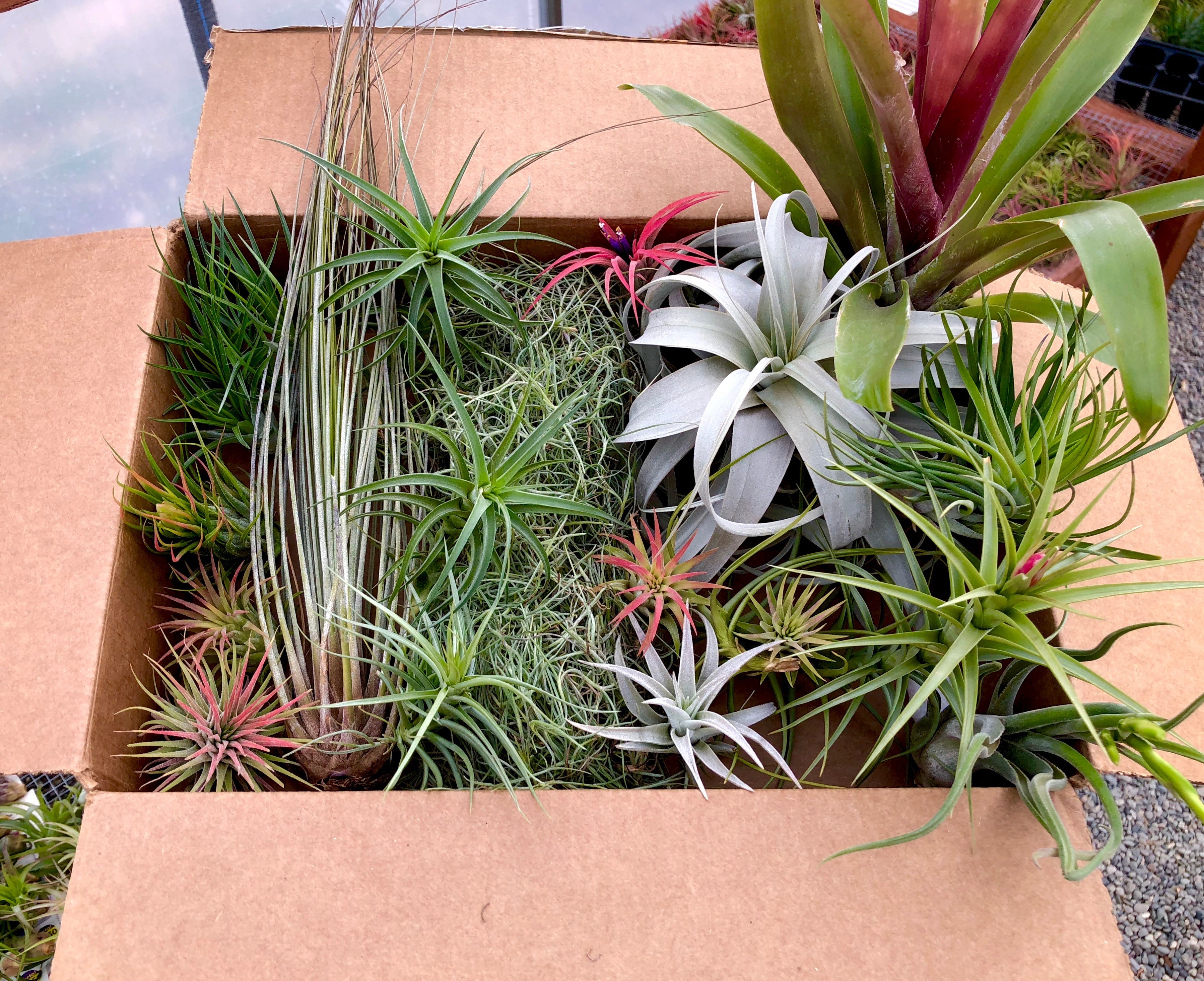 Beautiful colorful air plant tillandsia mix for sale displayed in a box