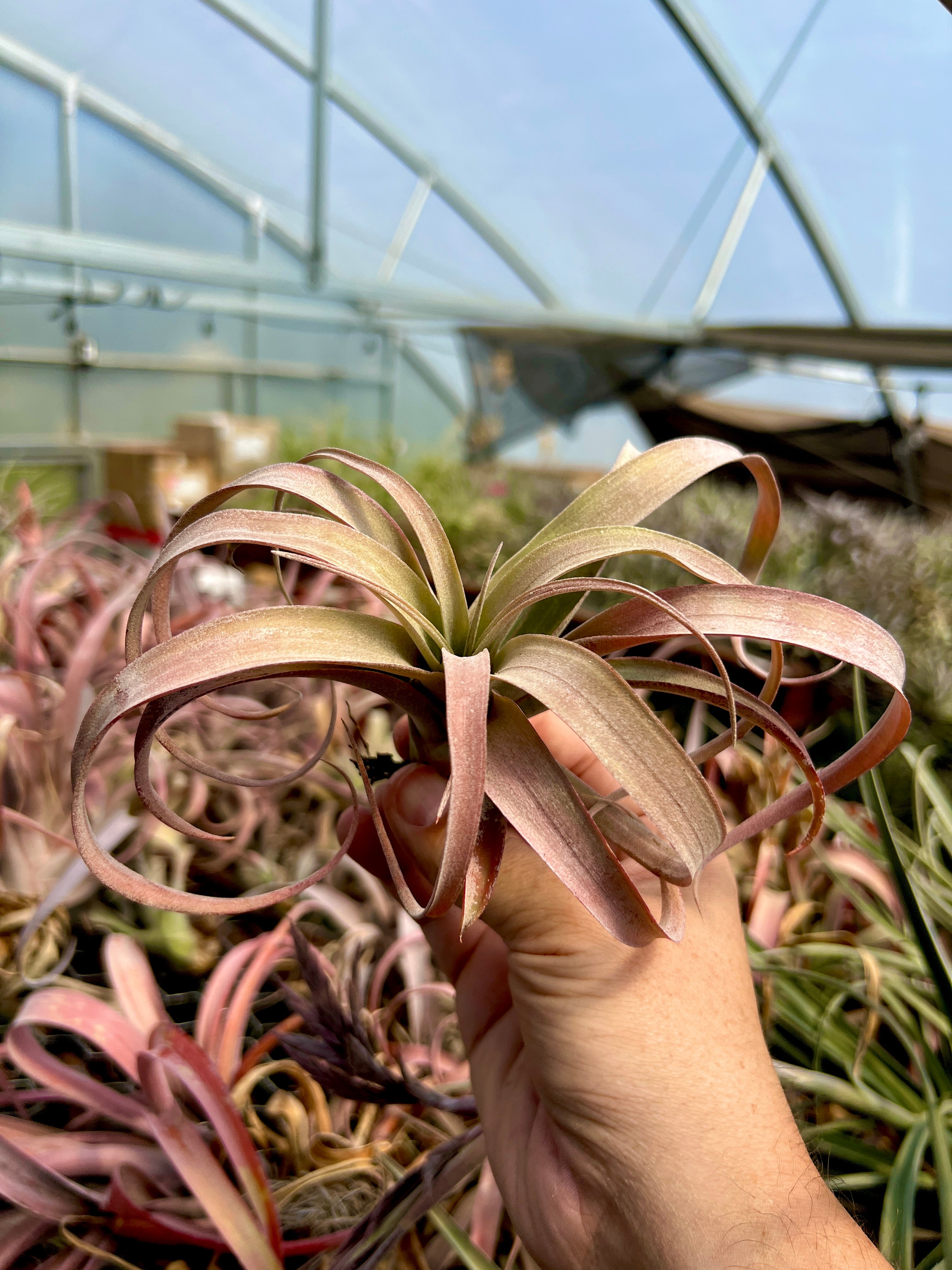 コレクターズスペシャル(2018/11/23更新) – Air Plant Hub