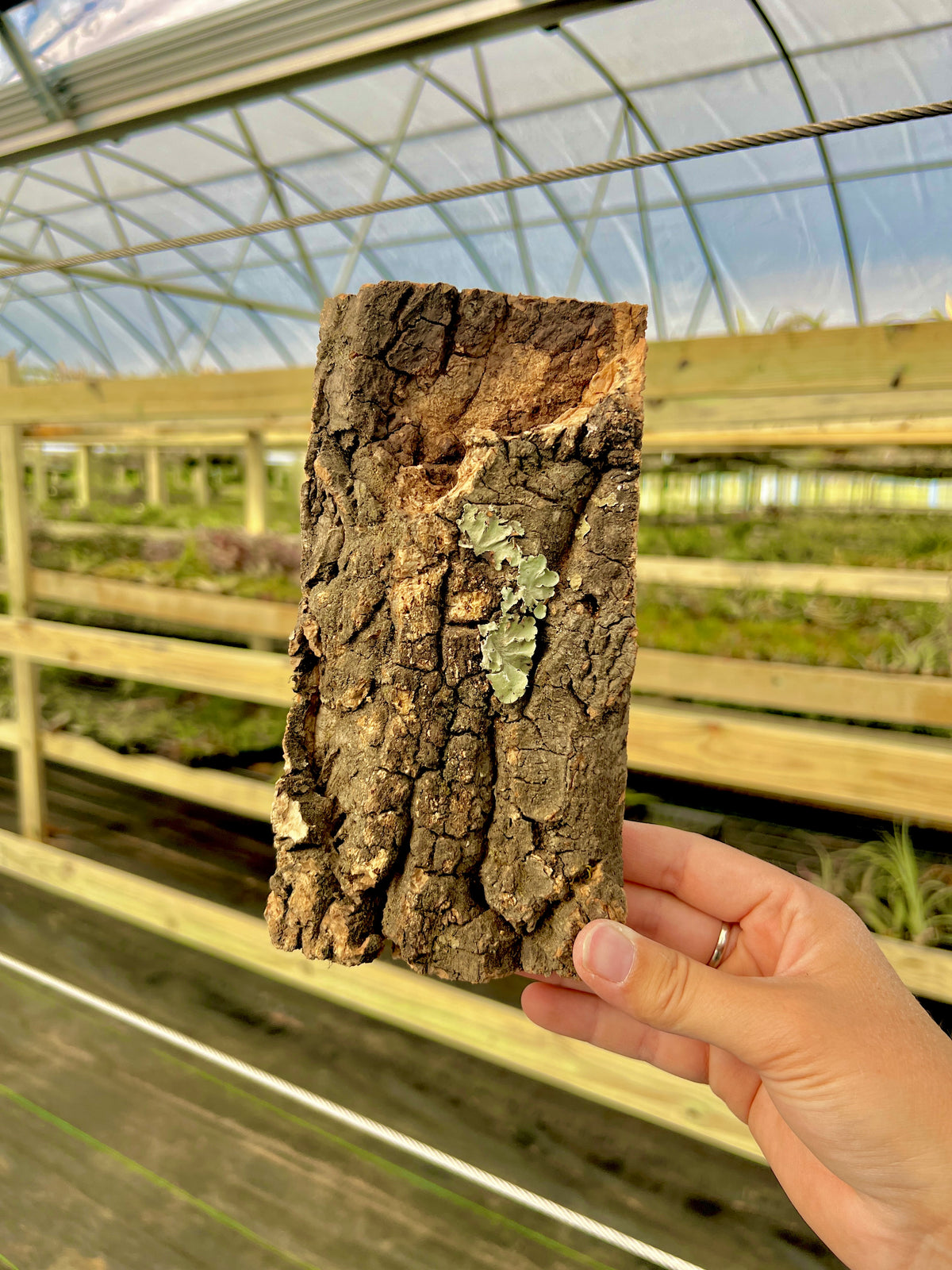 Virgin Cork Bark Flats (Small) <br> Perfect For Mounting Or Terrarium Backdrops