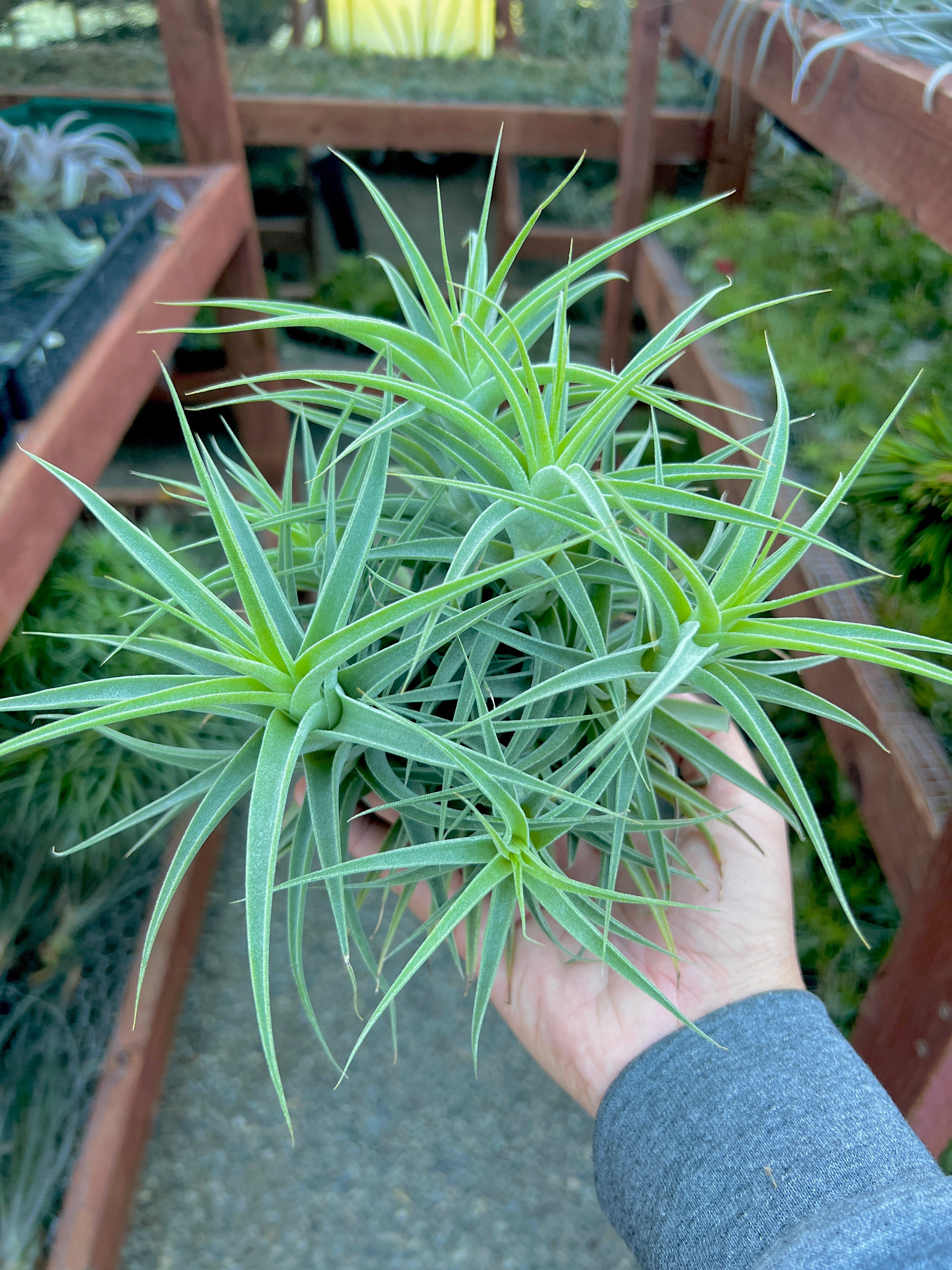 Assorted XL Air Plant Clumps <br> (Exact Plant Pictured!)