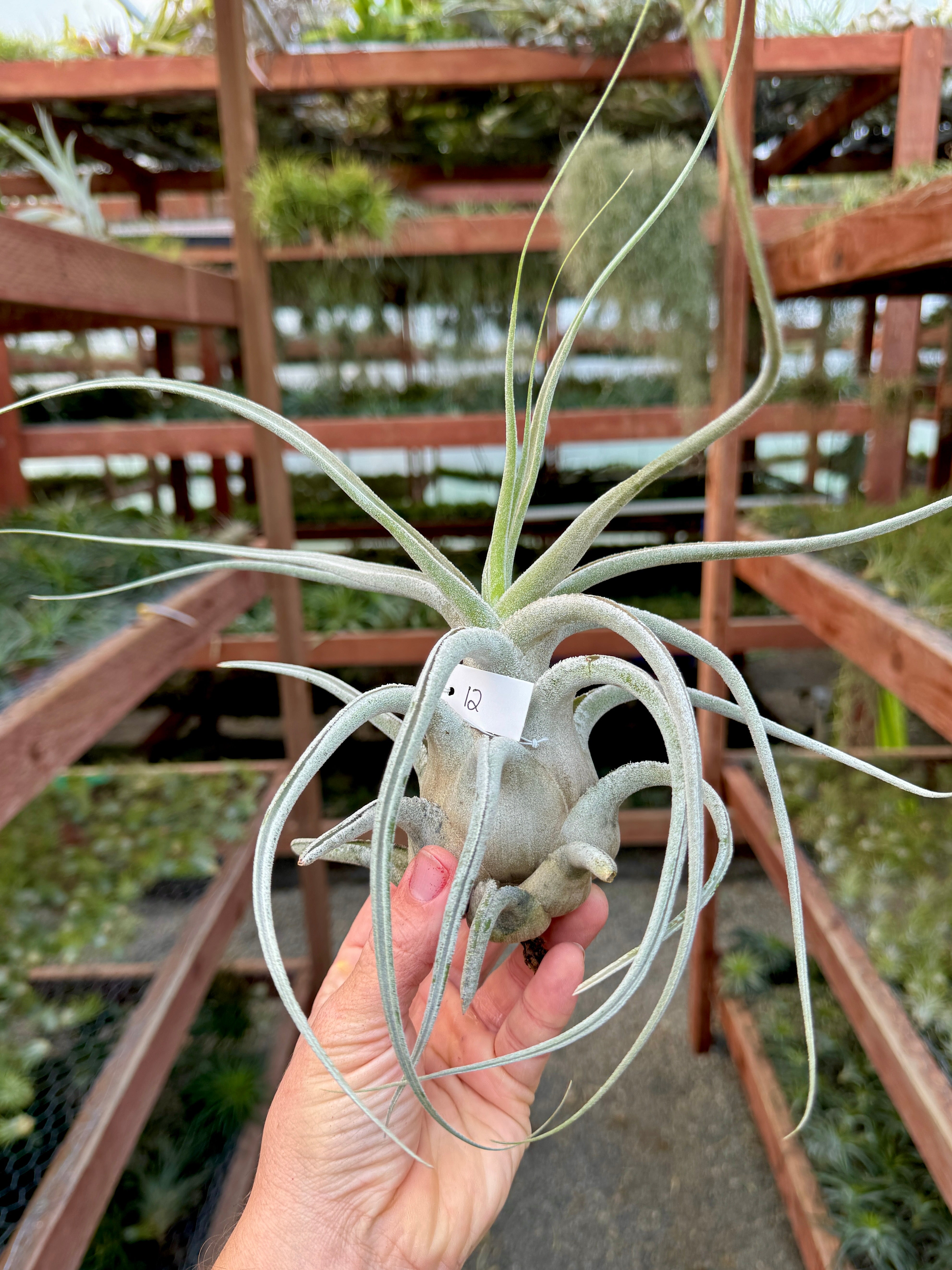 Ehlersiana Giant Clone (Receive The Exact Plant You Choose!)