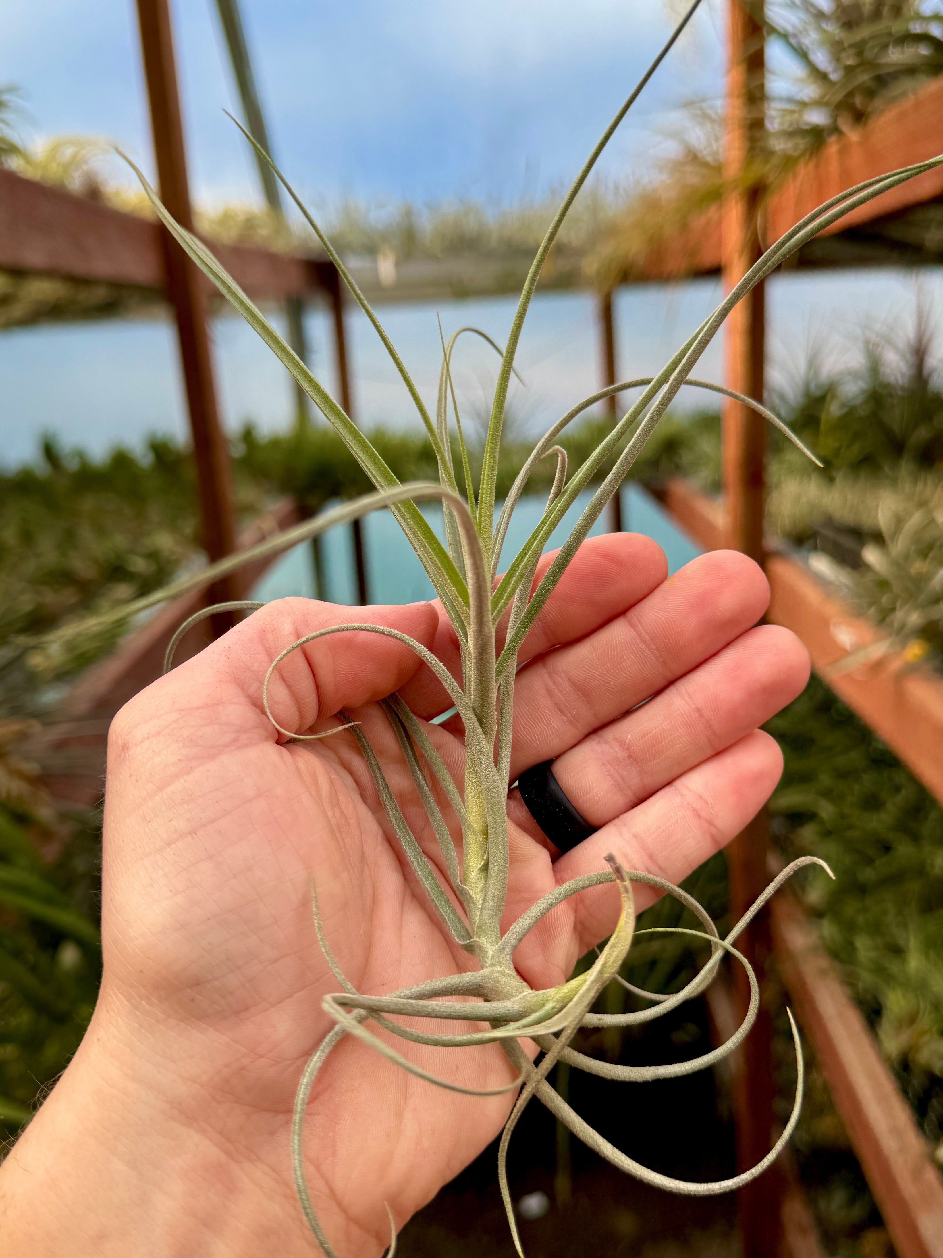 ウォンガ(マレモンティ × デュラティ)香りのよい種 – Air Plant Hub
