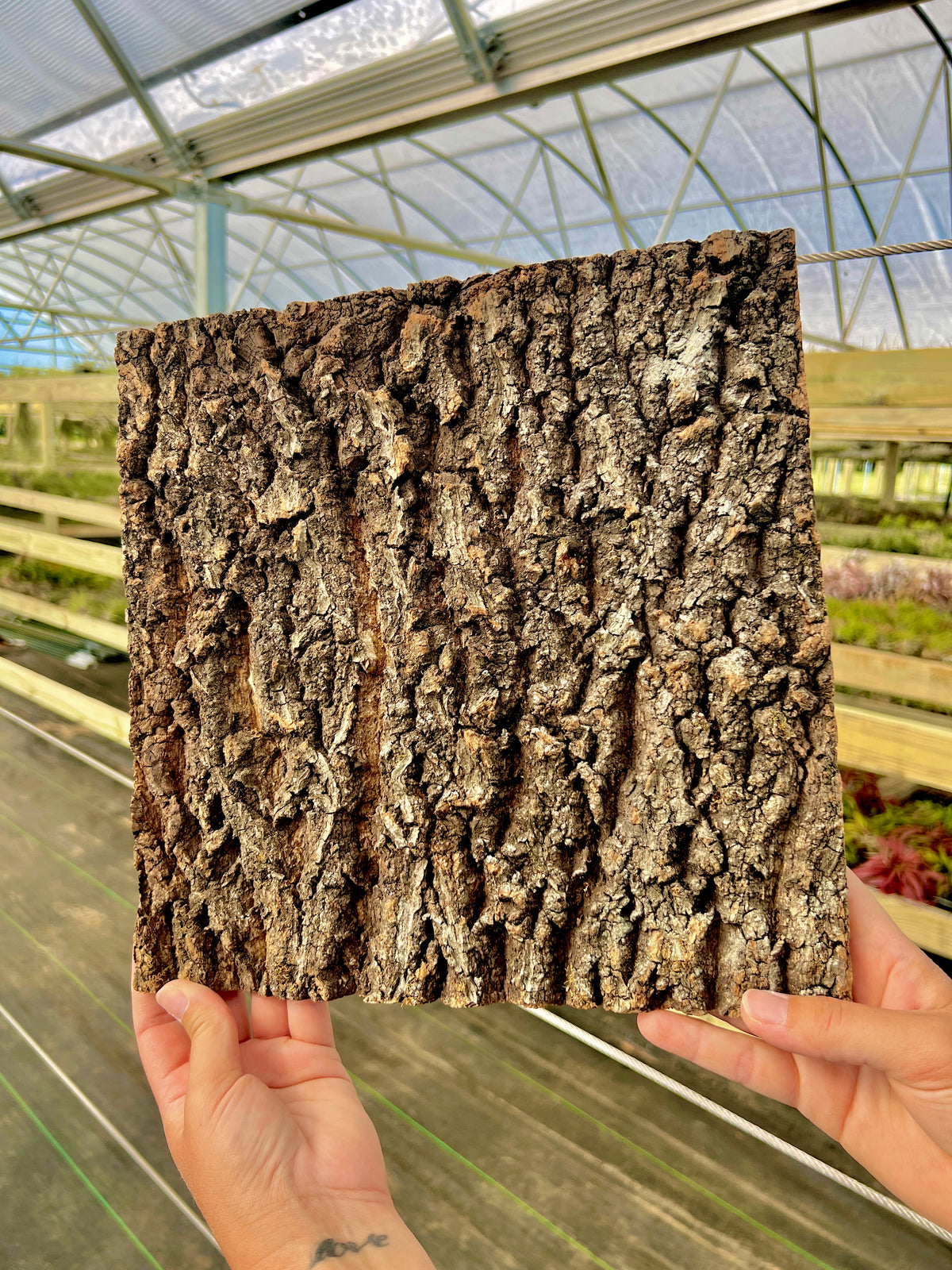 Virgin Cork Bark Flats (Large) <br> Perfect For Mounting Or Terrarium Backdrops