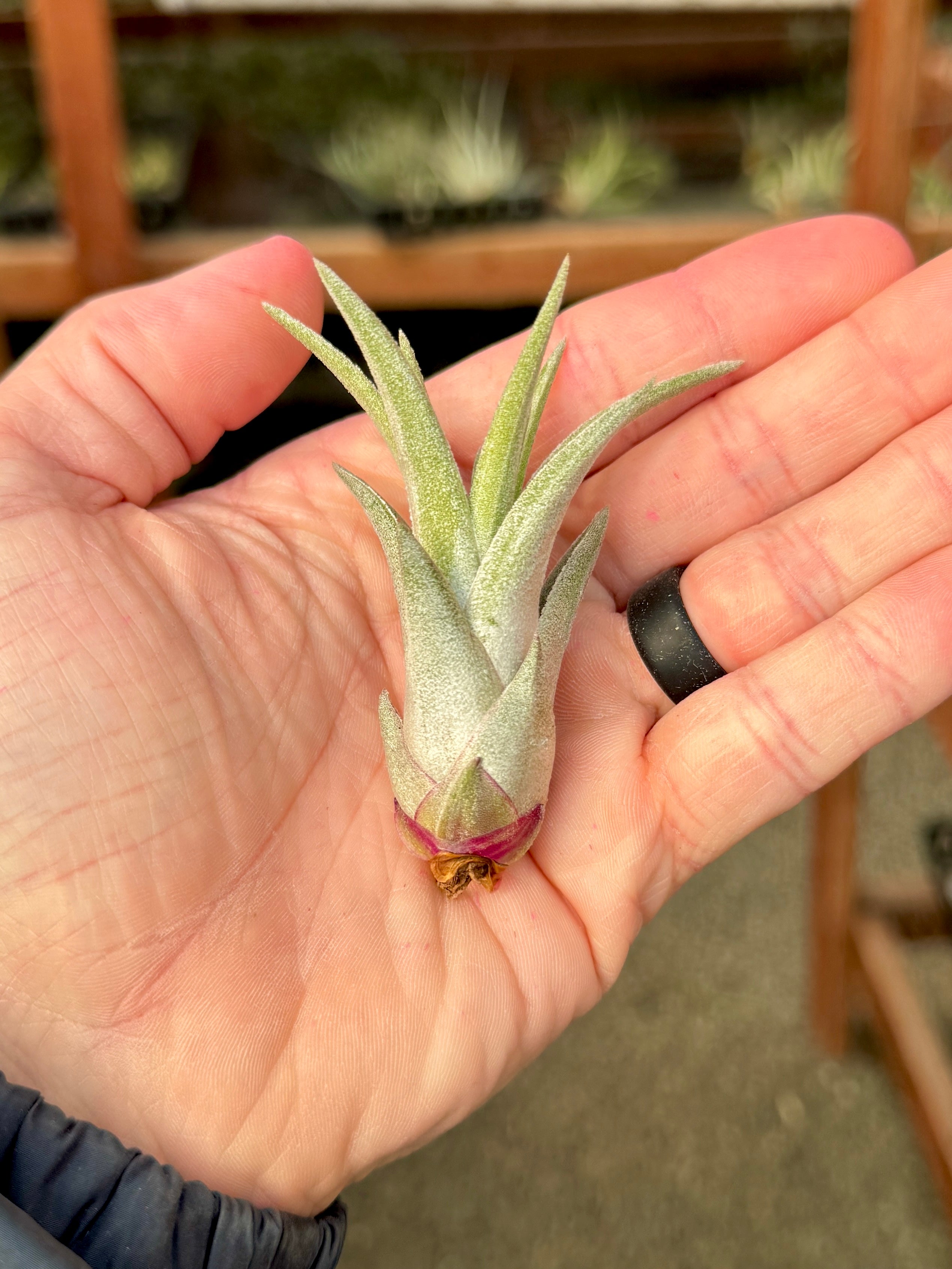 Chiapensis x Mitlaensis (RARE Large Hybrid) – Air Plant Hub