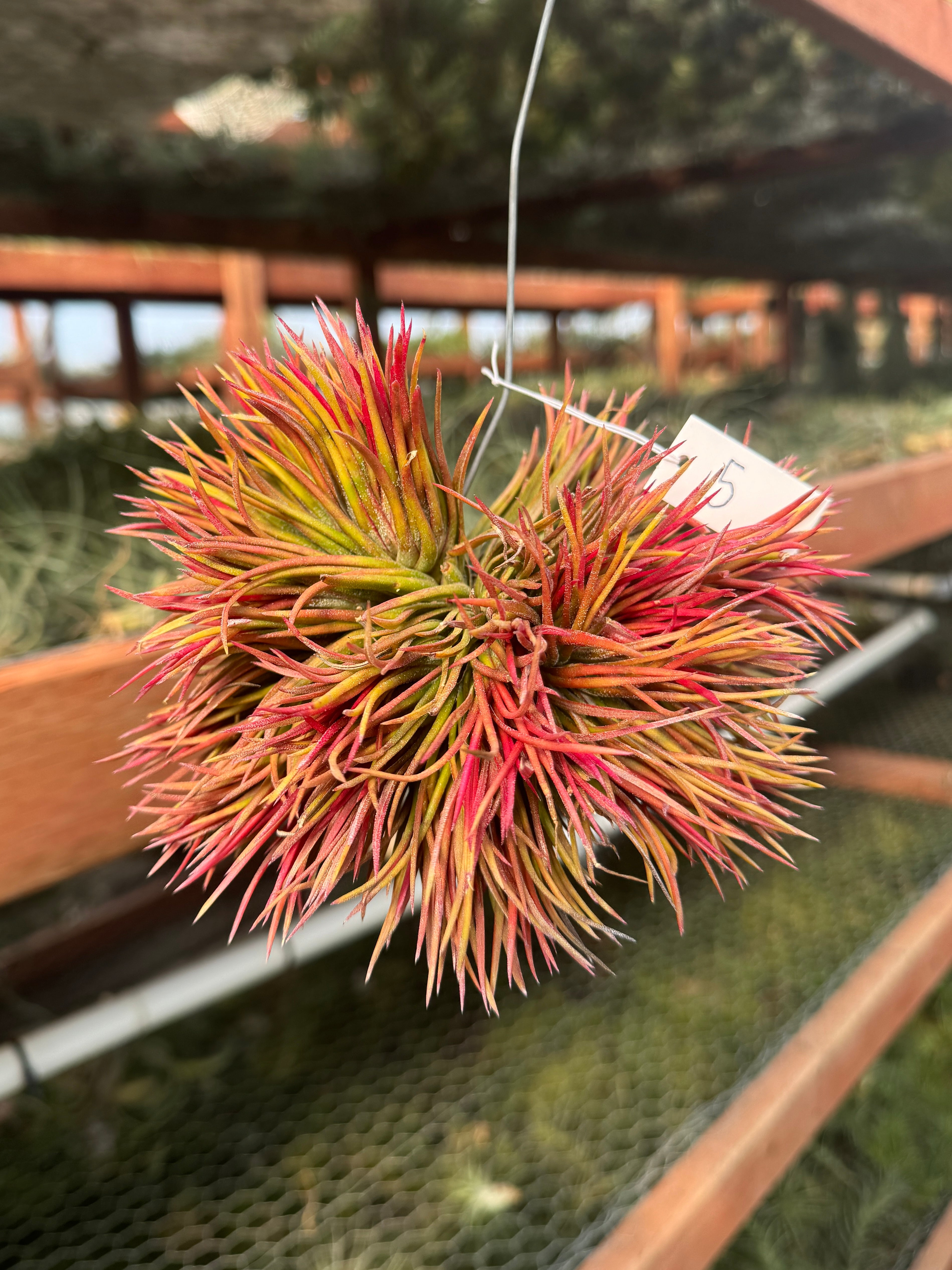 Hanging Crested Ionantha Clump <br> (Exact Plants Pictured)