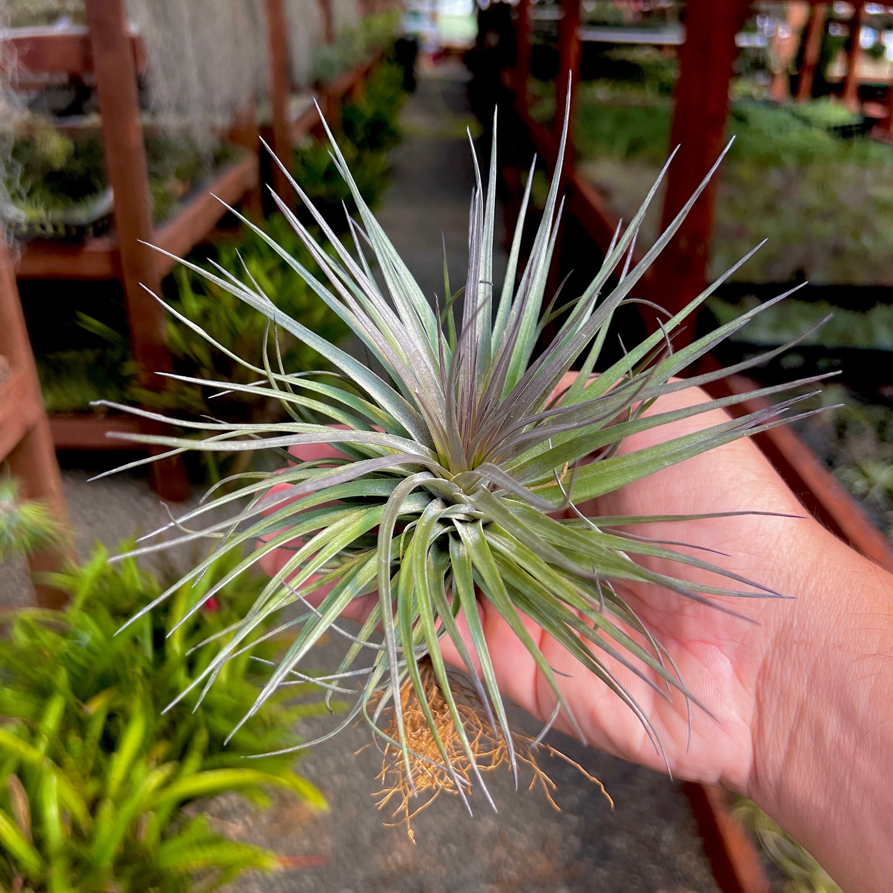 Tillandsia stricta iridescent wedding gift plant bouquet air plant