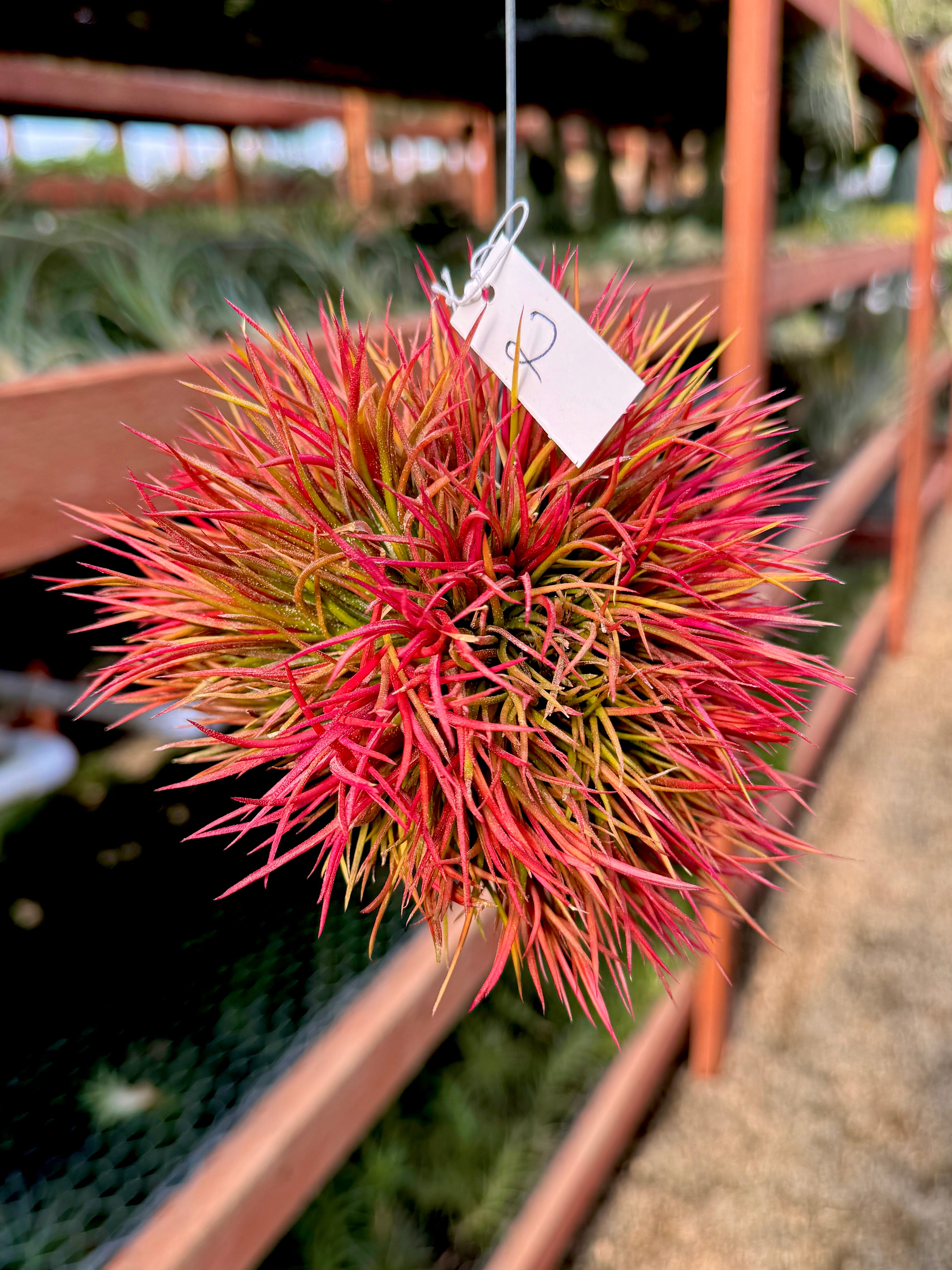 Hanging Crested Ionantha Clump <br> (Exact Plants Pictured)