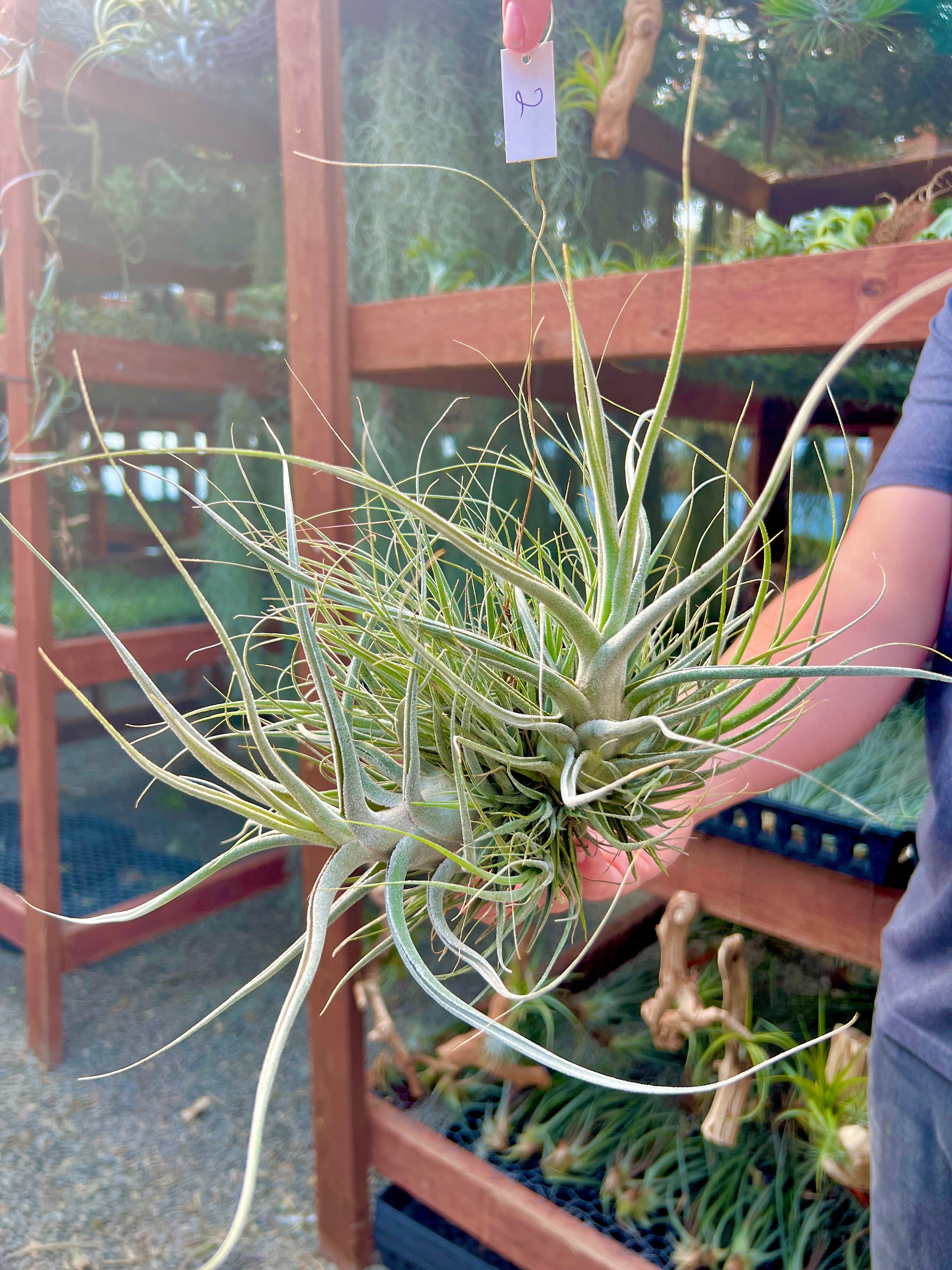 Featured Air Plants – Air Plant Hub