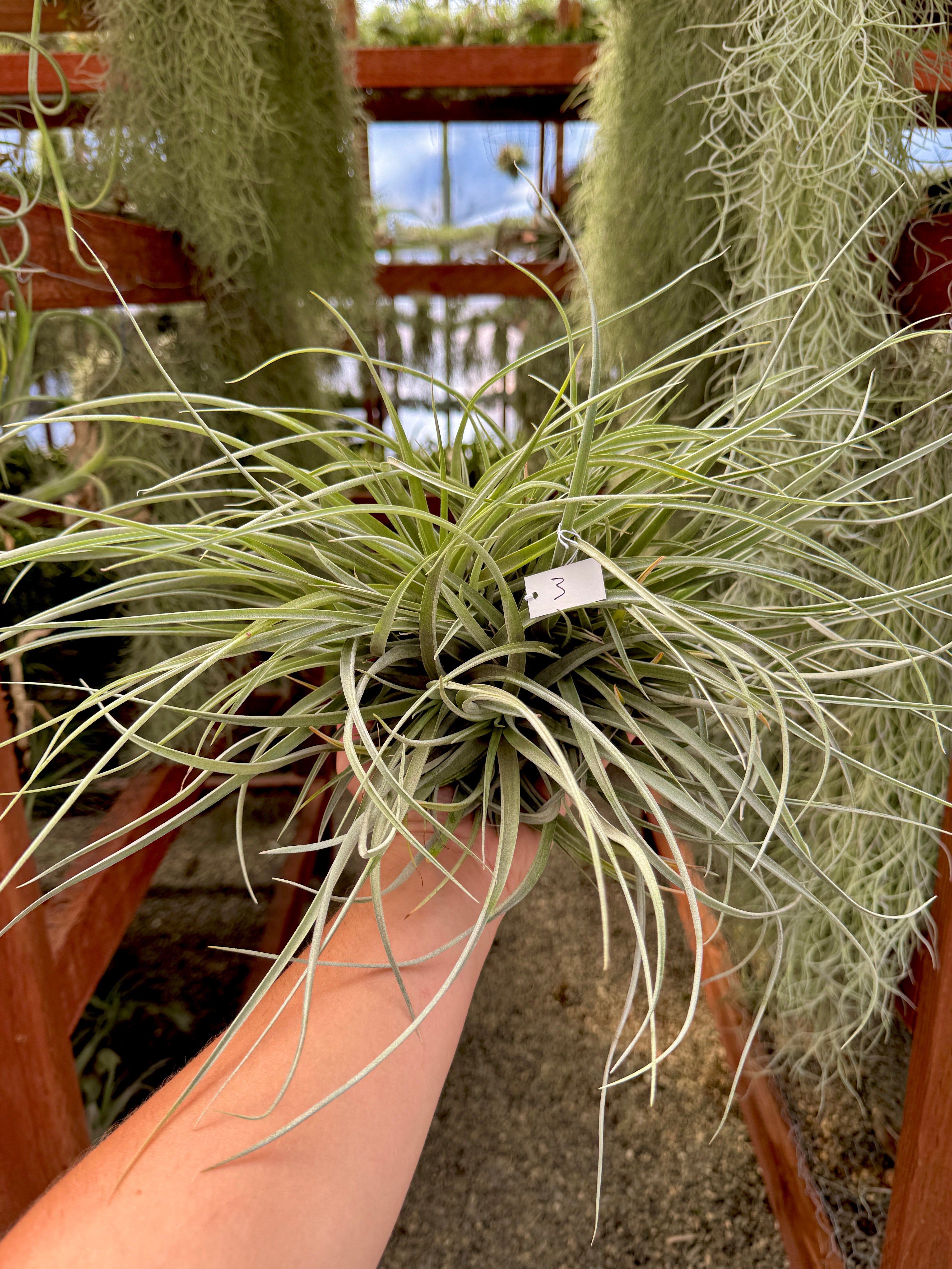 XXL Betty Clumps