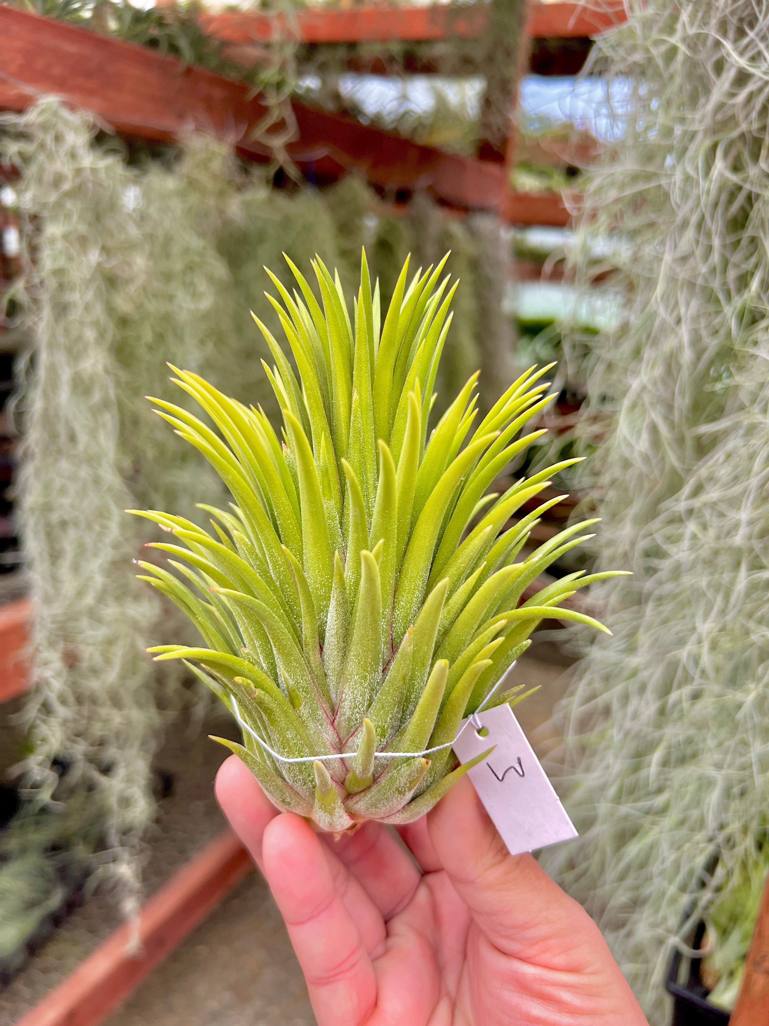 イオナンサ「トーチ」