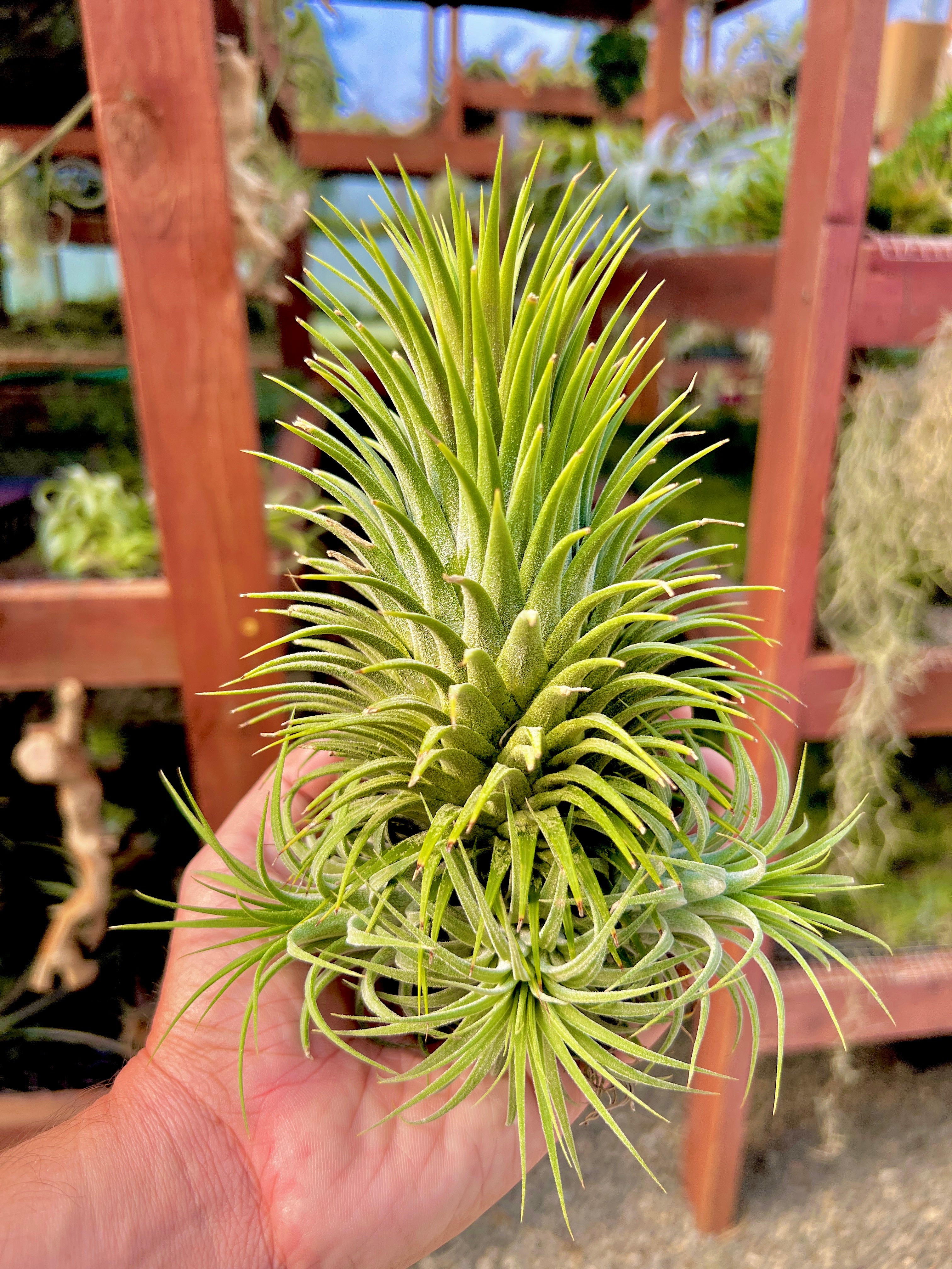 Rare / Premium Ionantha Selections (Exact Plant Pictured) – Air