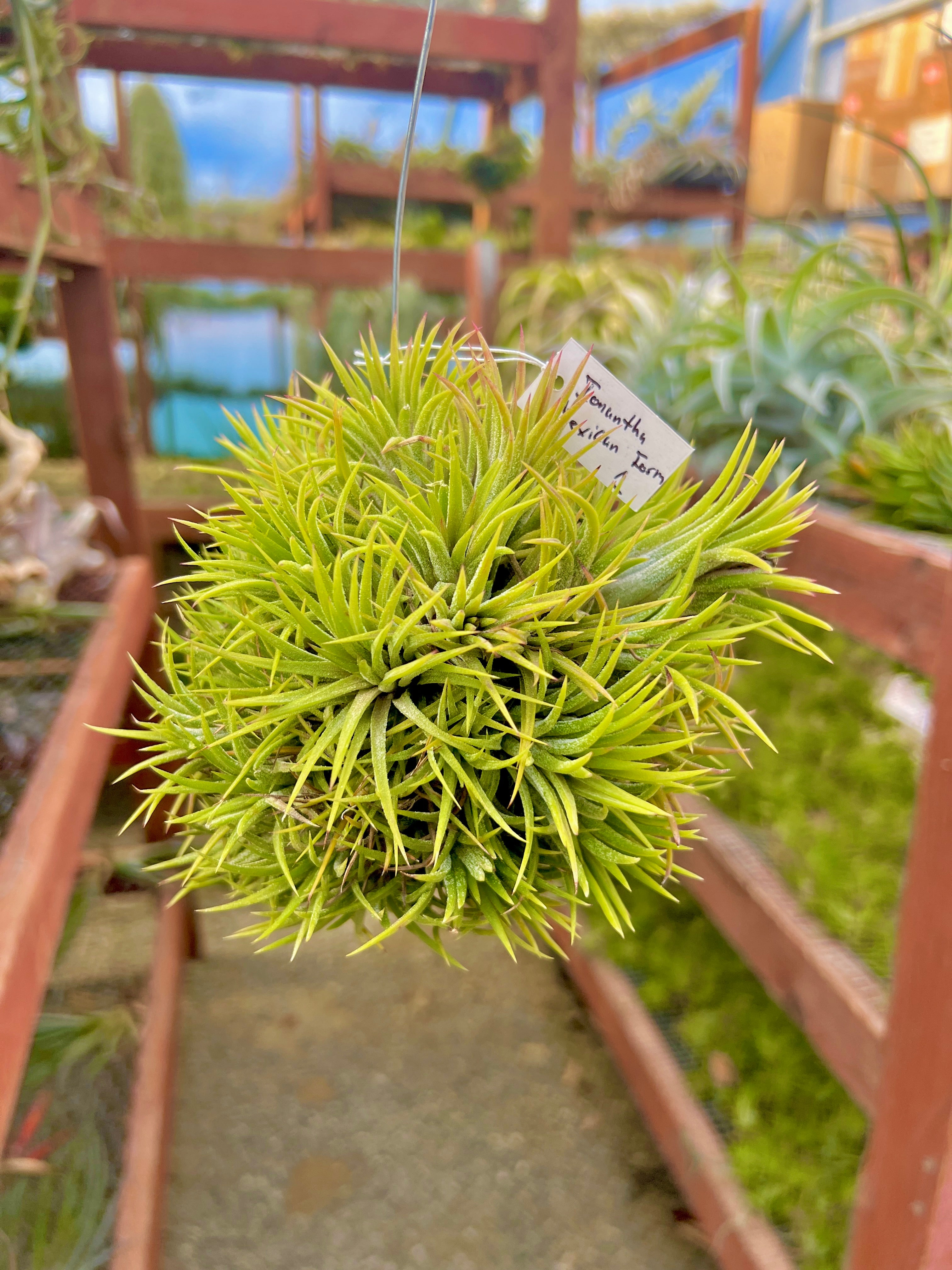 XL デンス イオナンタ 吊り下げ標本