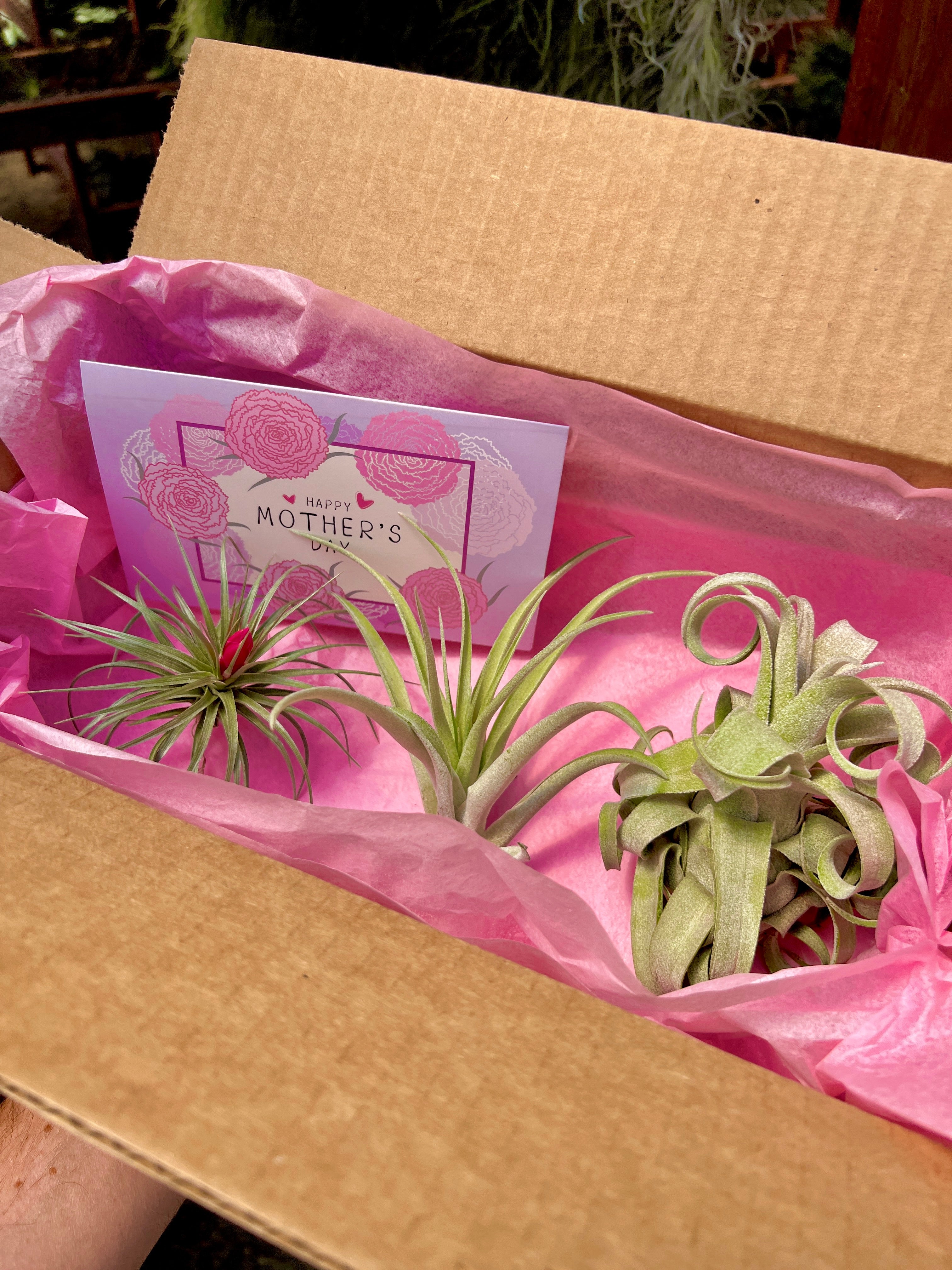 **Mother’s Day Air Plant Box (Includes Optional Hand Written Card!)**
