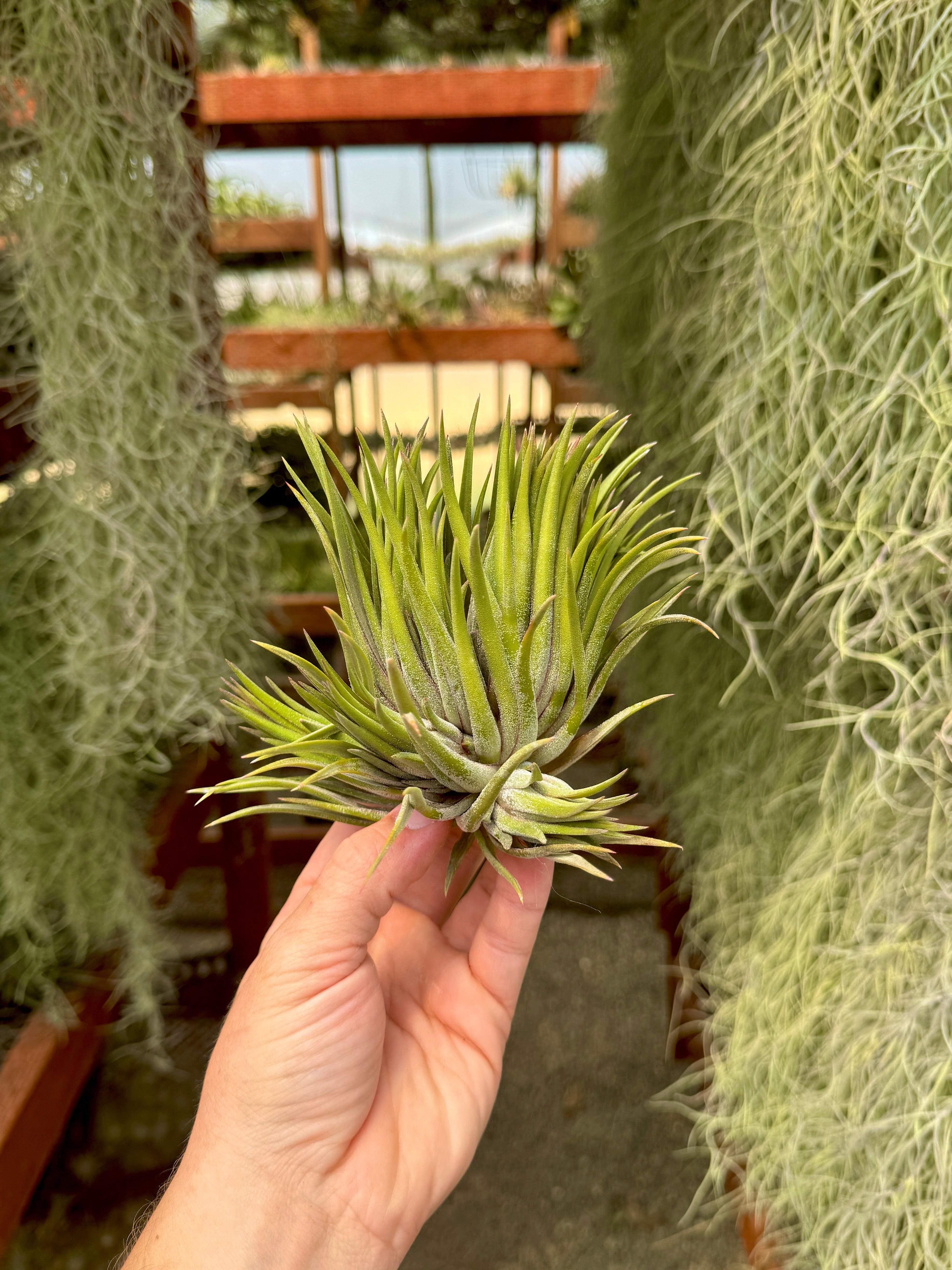 Rare / Premium Ionantha Selections (Exact Plant Pictured) – Air
