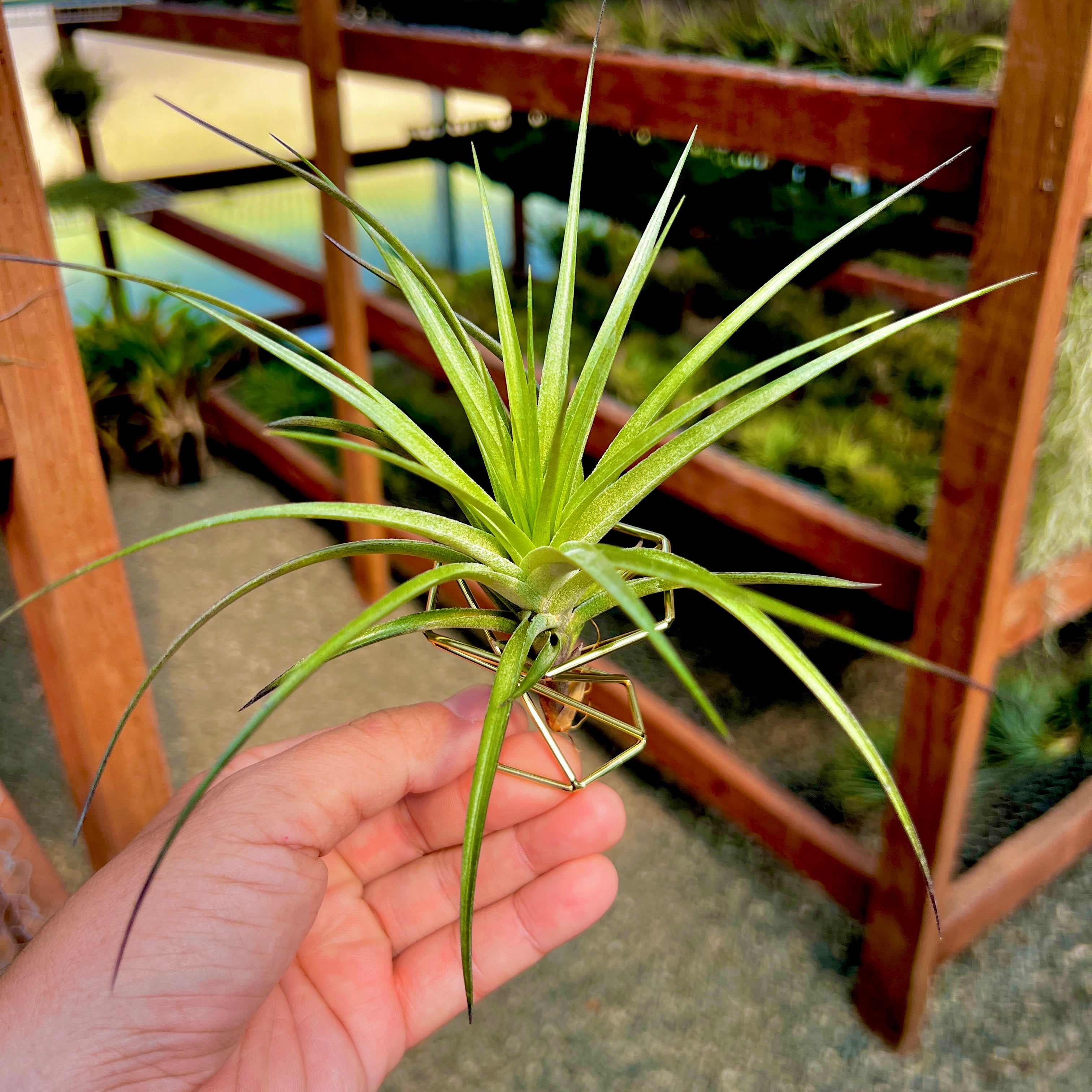 gold air plant holder Gold Geometric Air Plant Holder