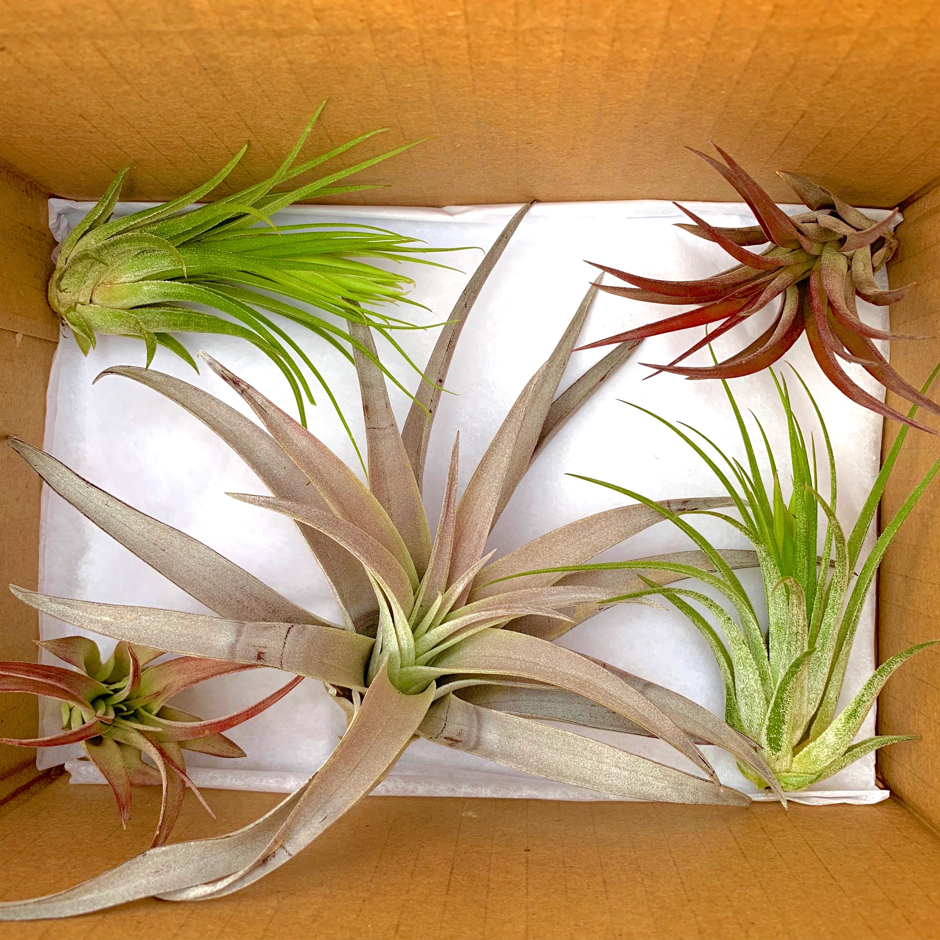 Beautiful colorful air plant tillandsia mix for sale displayed in a box