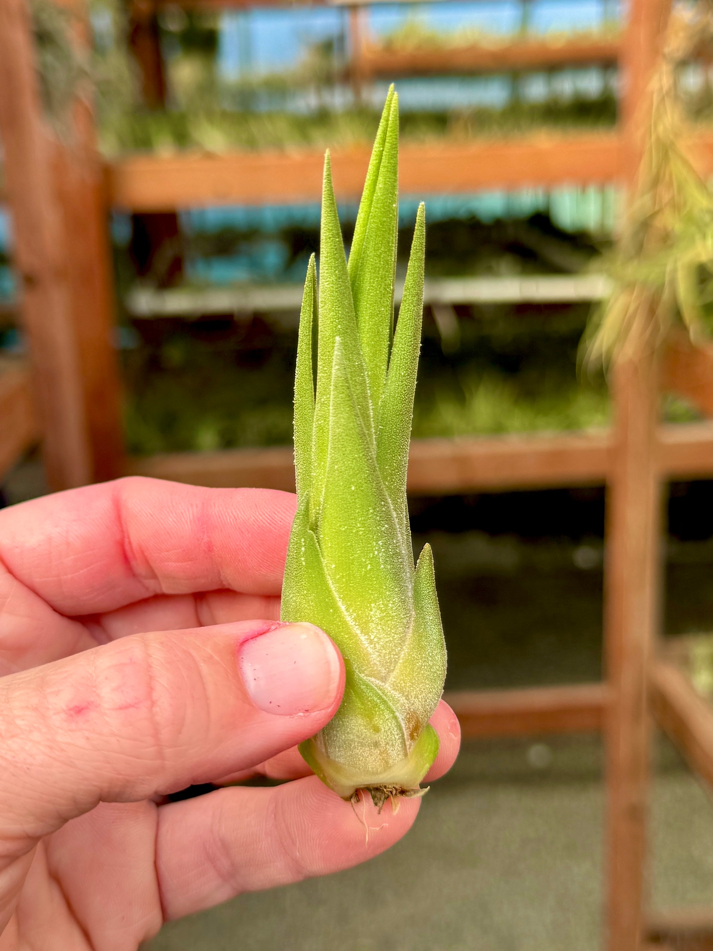 Seleriana X Circinnatoides