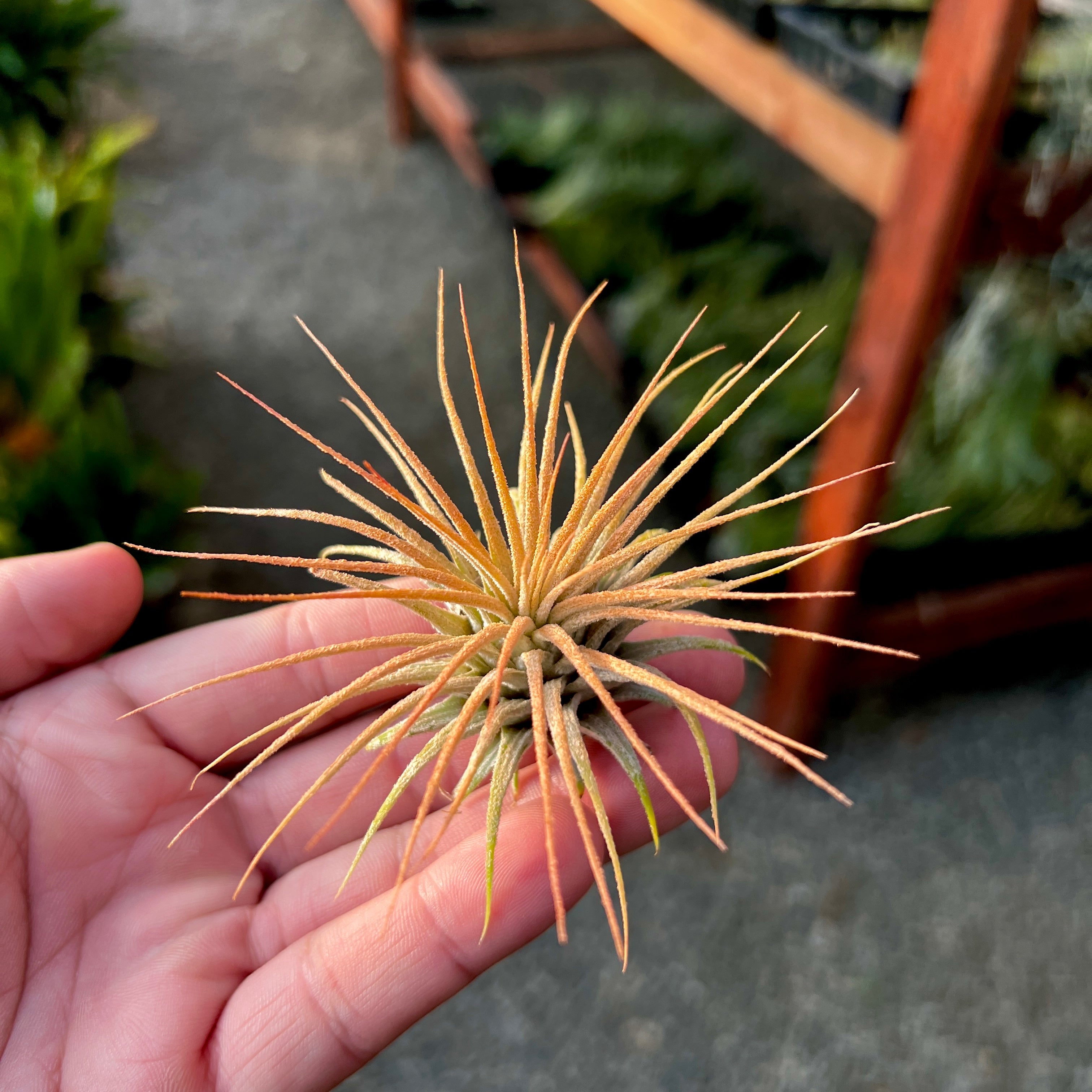 Wholesale Ionantha Sunset Orange (MINIMUM ORDER 5)