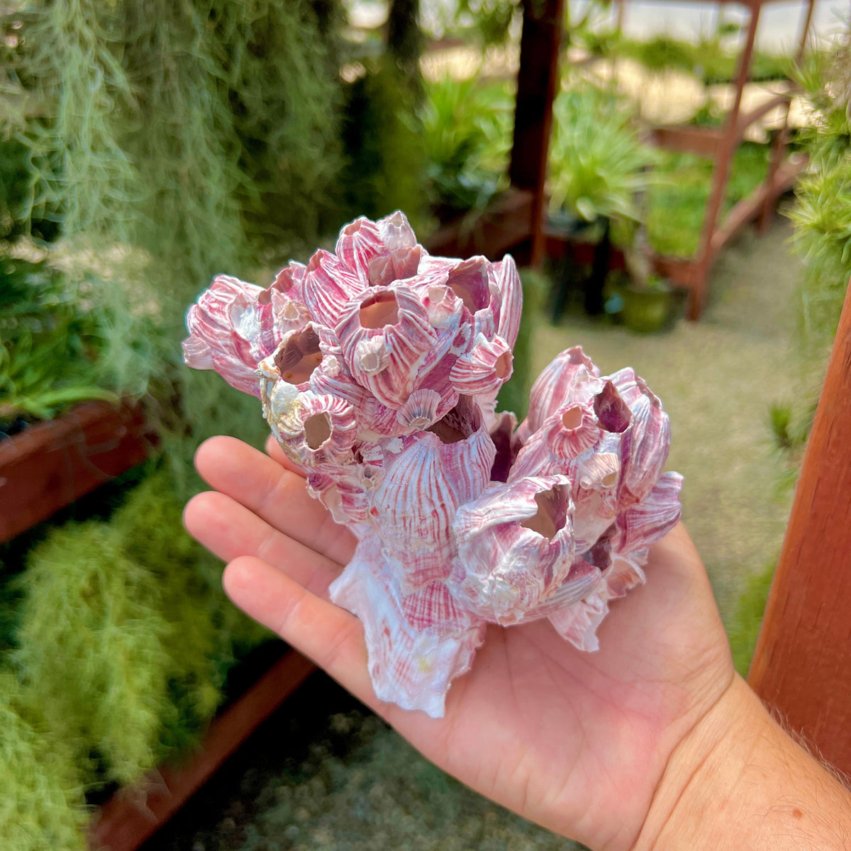 Barnacle Cluster Regular + Air Plant – Air Plant Hub