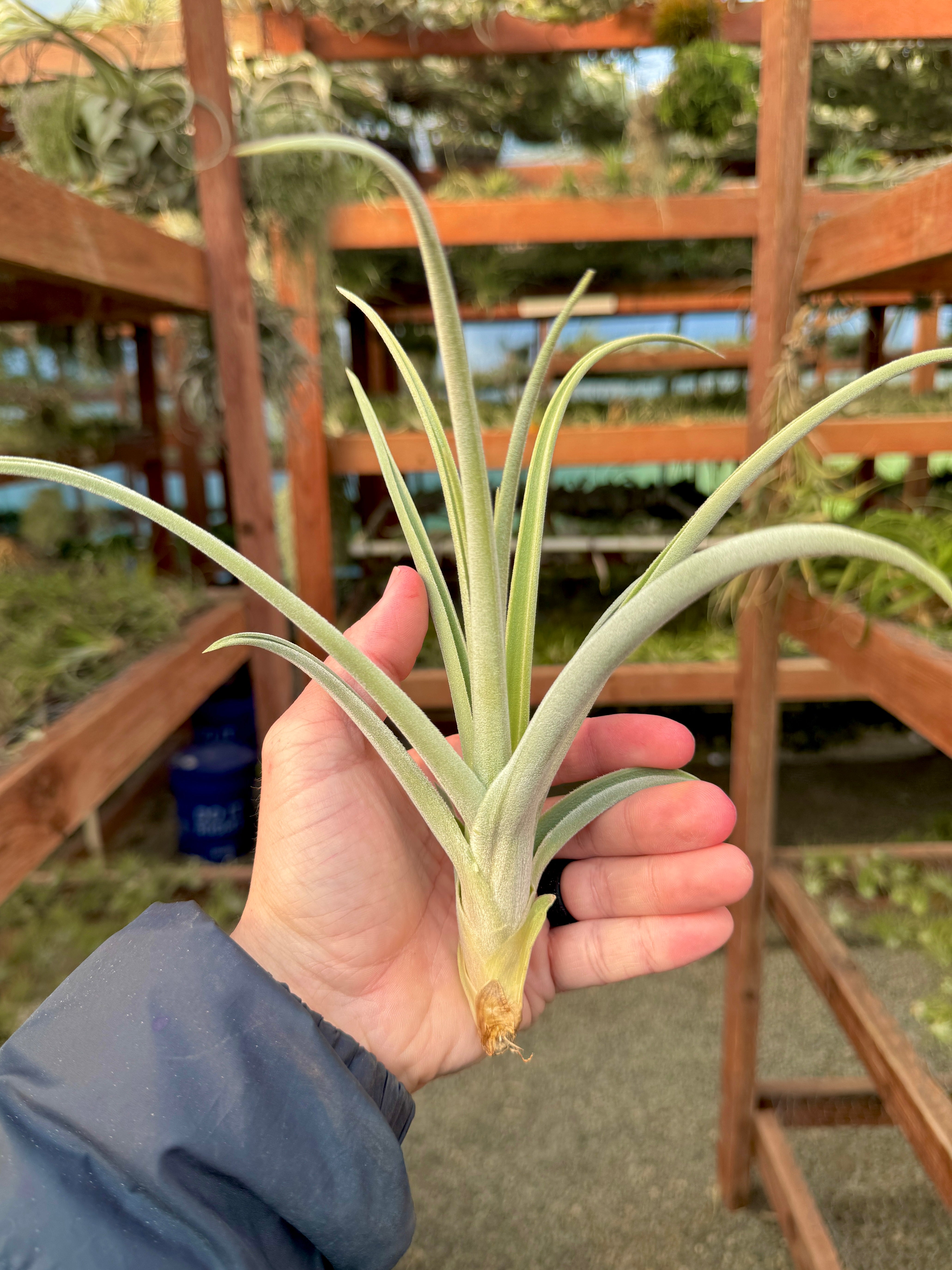 Burnt Fingers (didisticha x duratii)