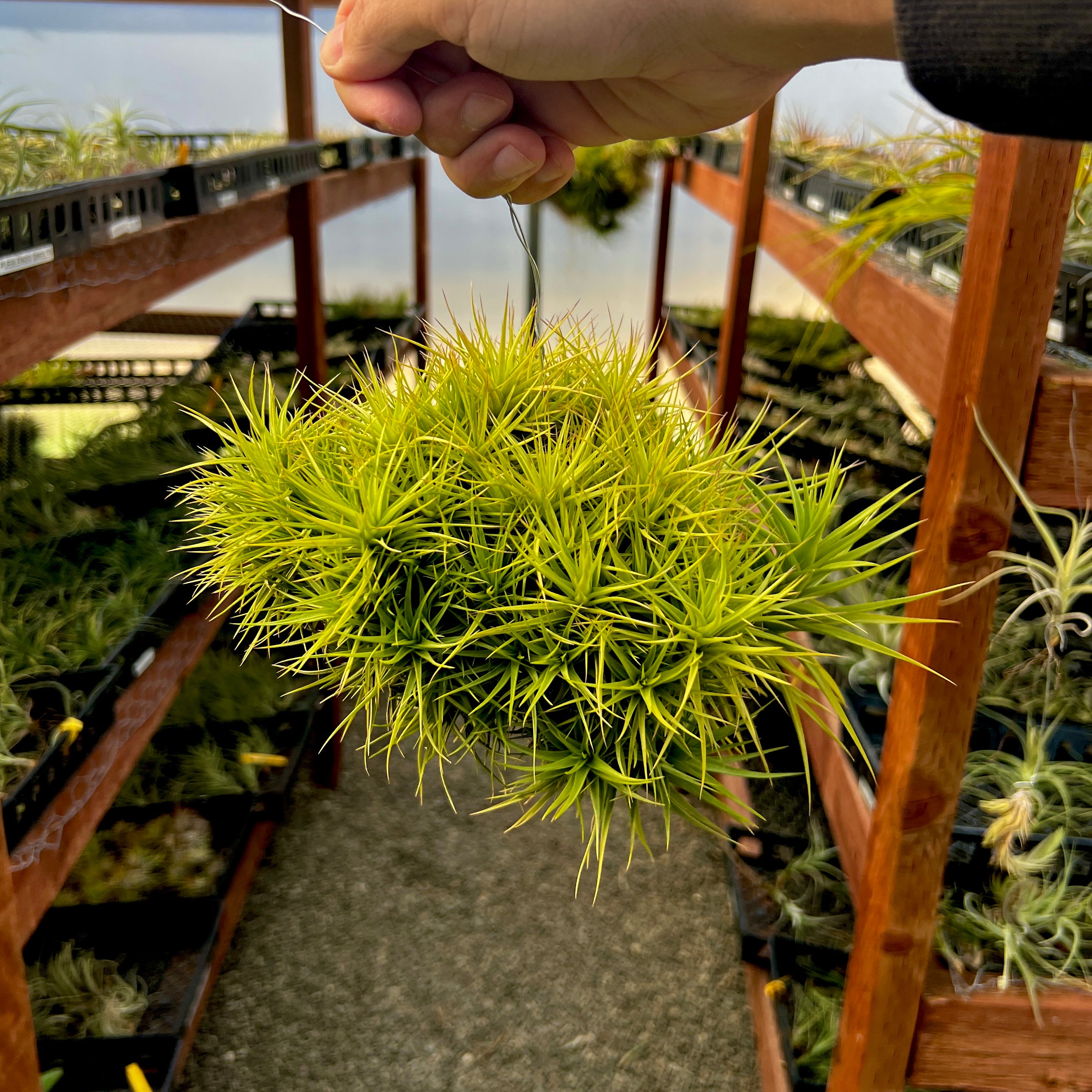 Aeranthos Miniata balls on hanging wire