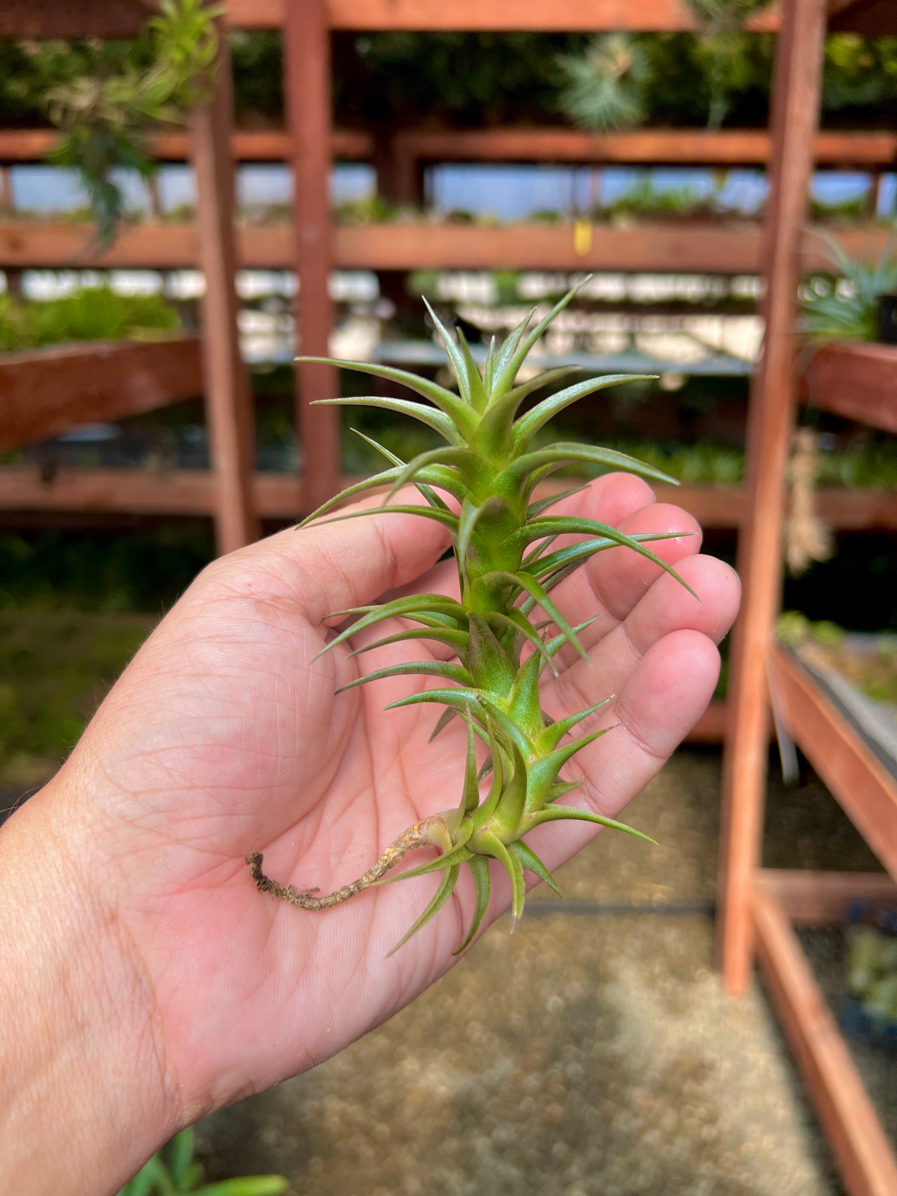 latifolia air plant Latifolia Enano *RARE* Large
