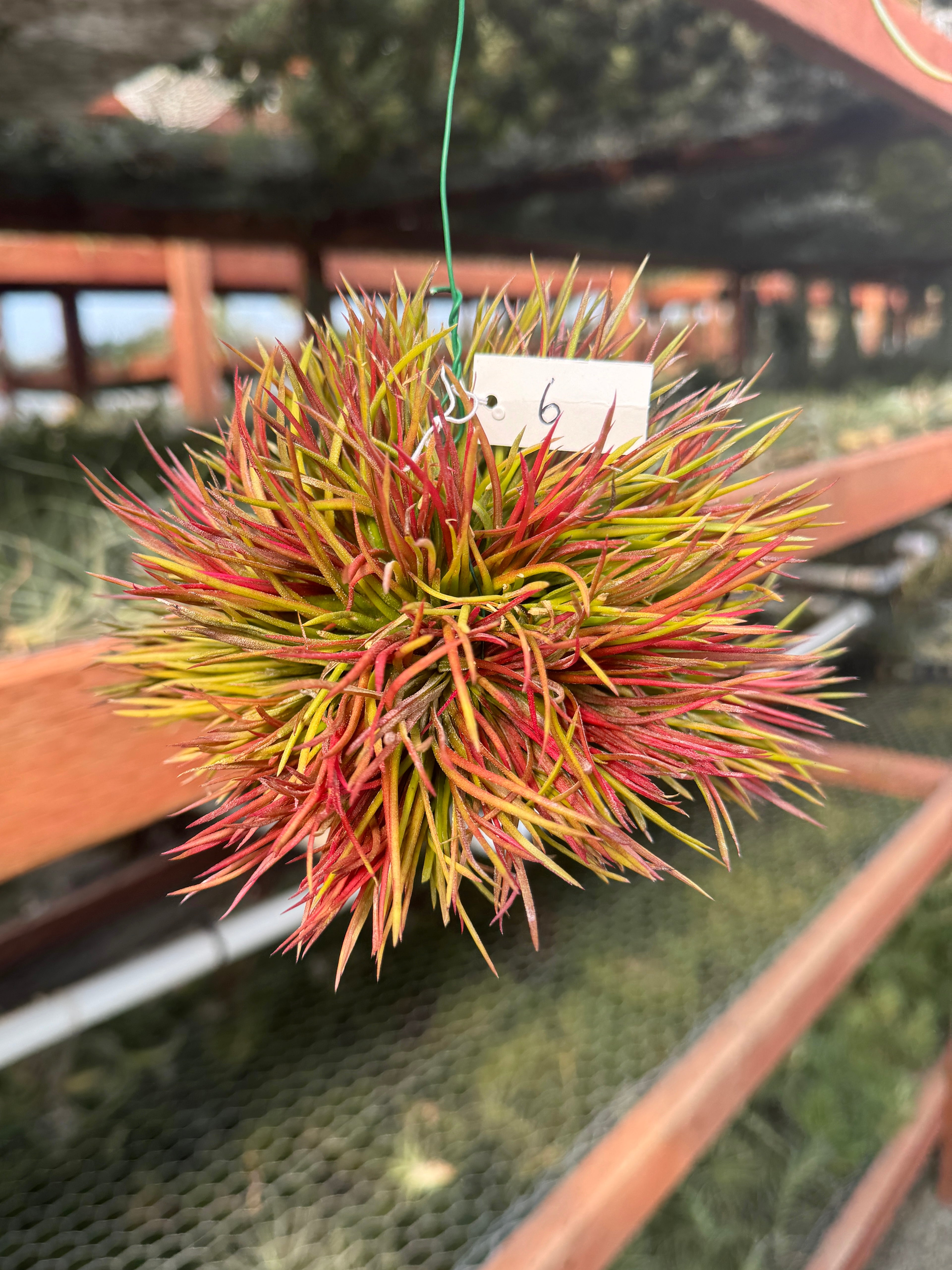 Hanging Crested Ionantha Clump <br> (Exact Plants Pictured)