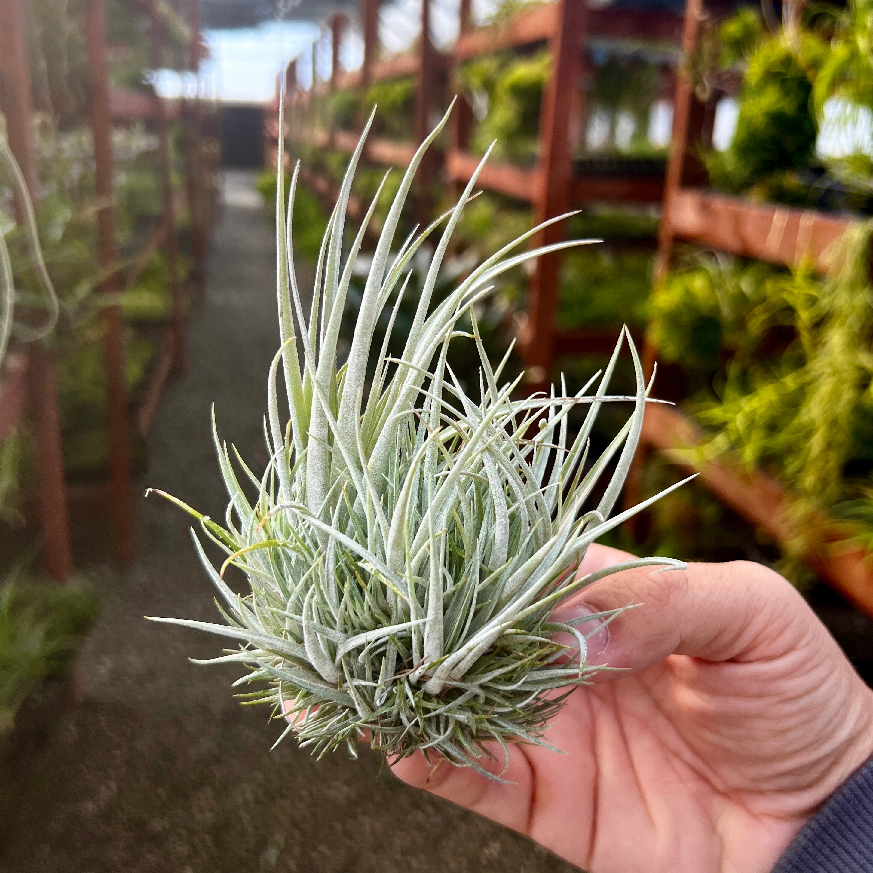 Pringlei Clump