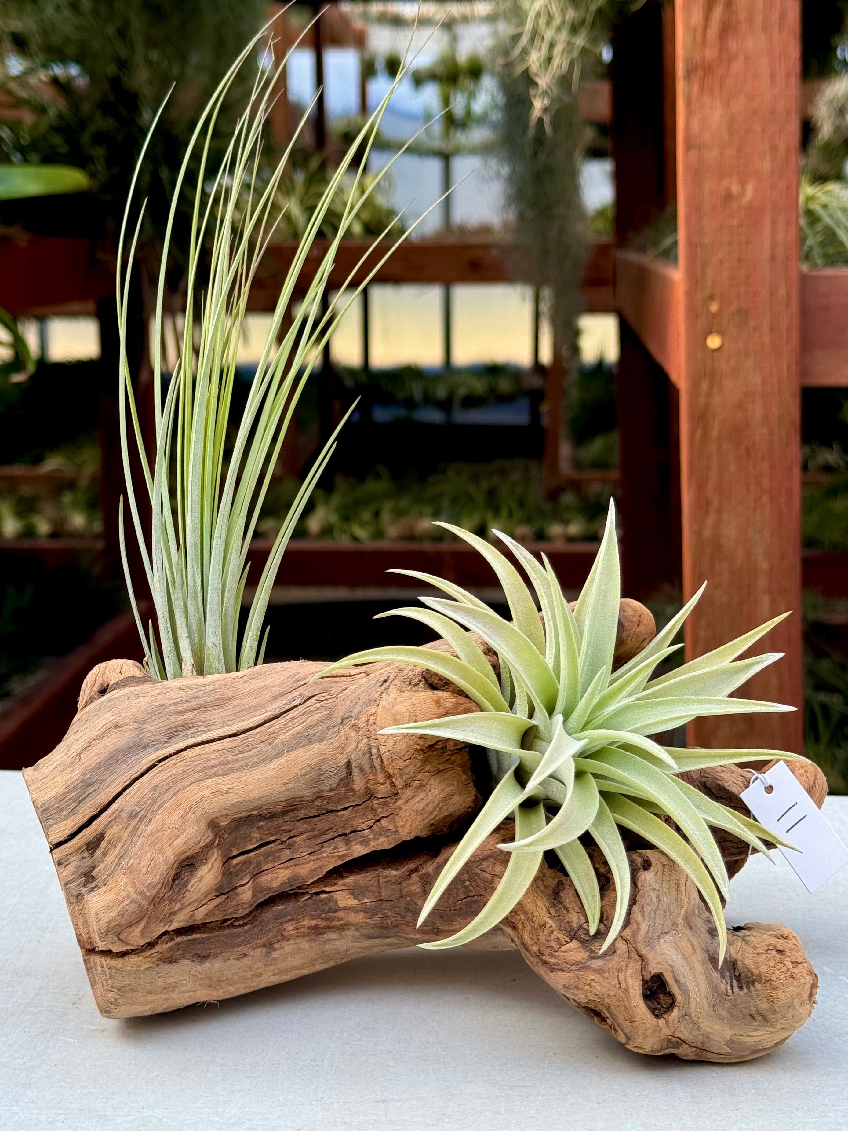 Grapewood Log + Premium Air Plant Display <br> (10 Options To Choose From!)