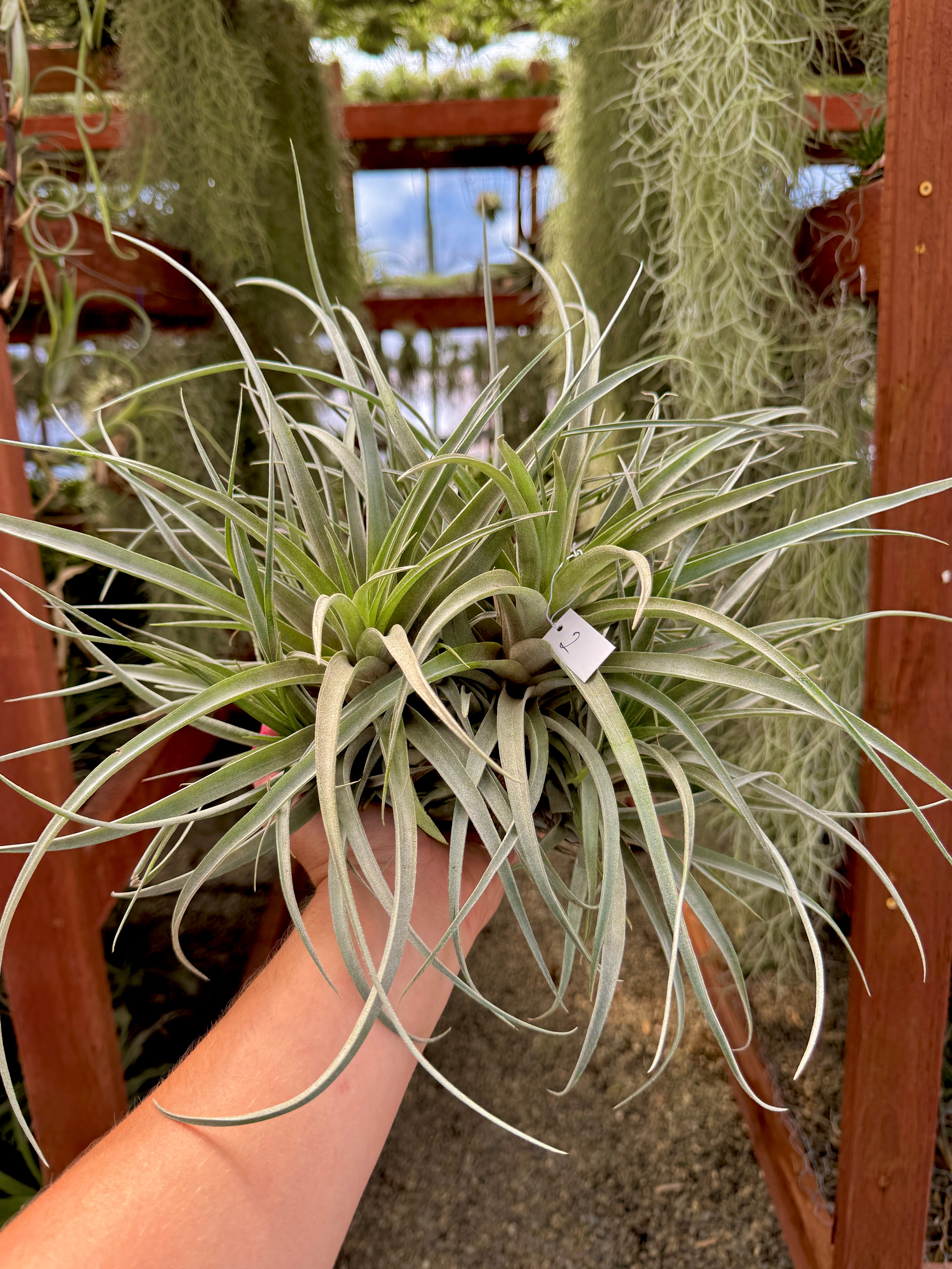 XXL Betty Clumps