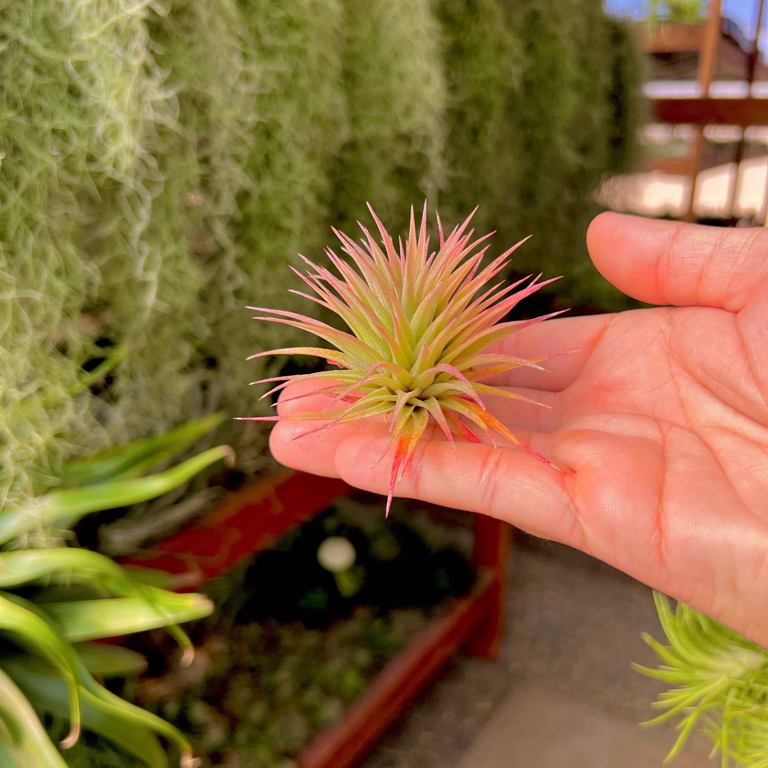 チランジア Fat Boy Tillandsia Fat Boy