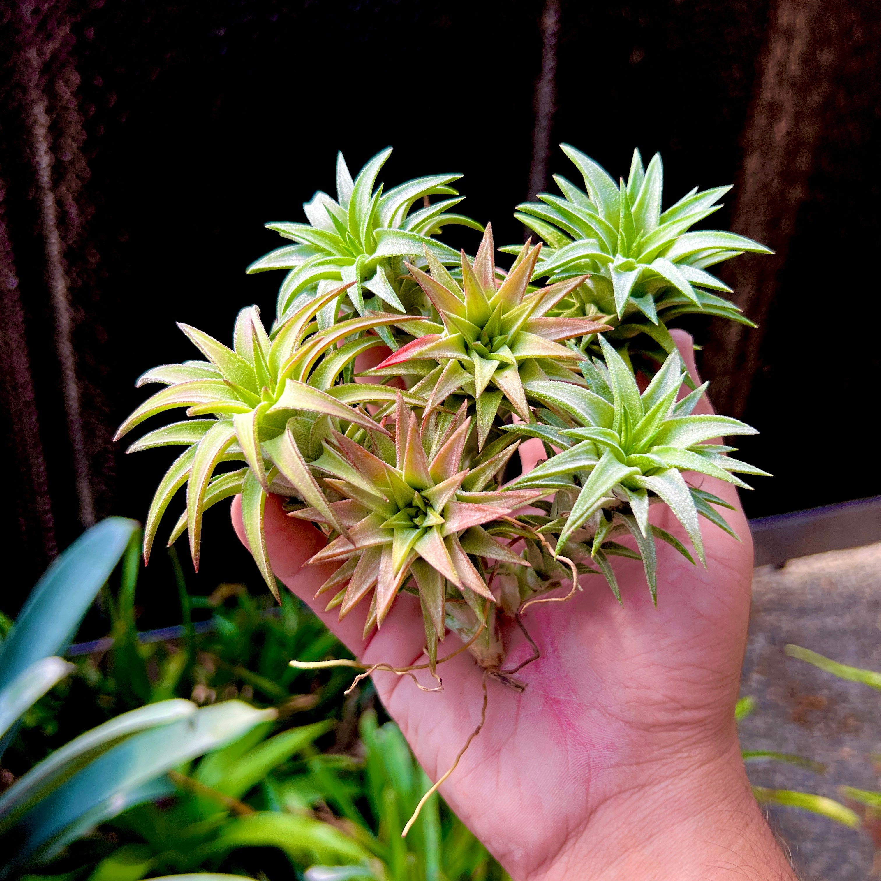 Ionantha Vanhyningii Jumbo