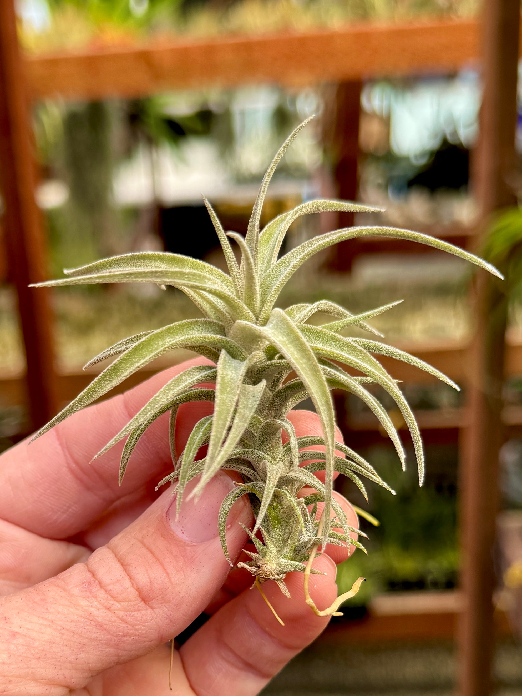 商品 – Page 8 – Air Plant Hub
