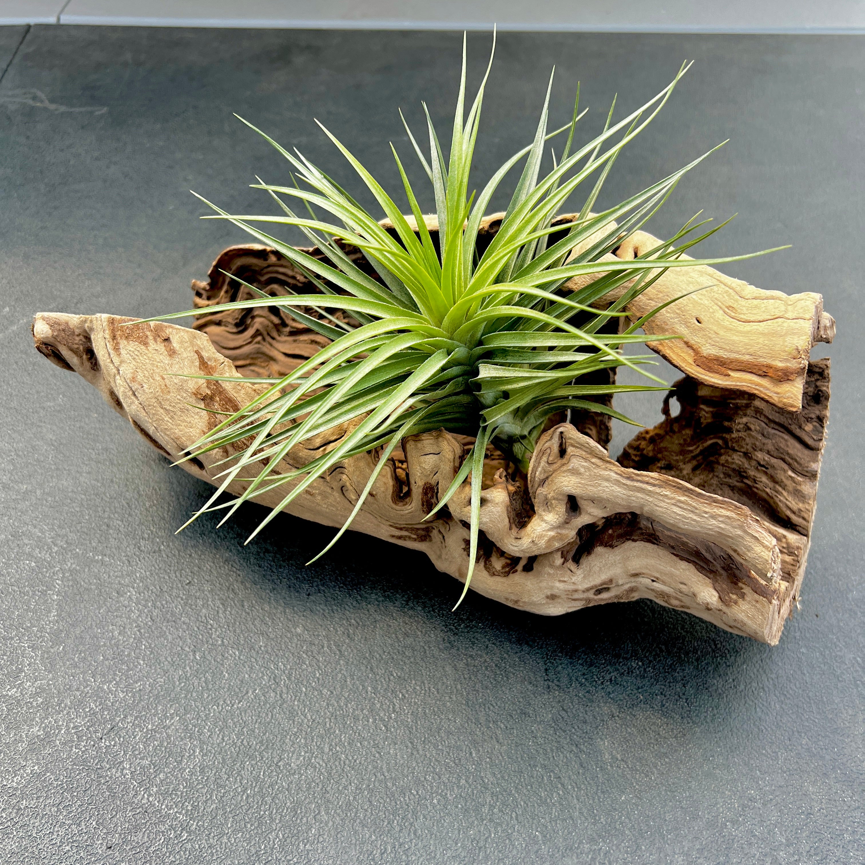 Sandblasted California Grapewood Trunk Large Size Side Display (Includes 1 Air Plant!)