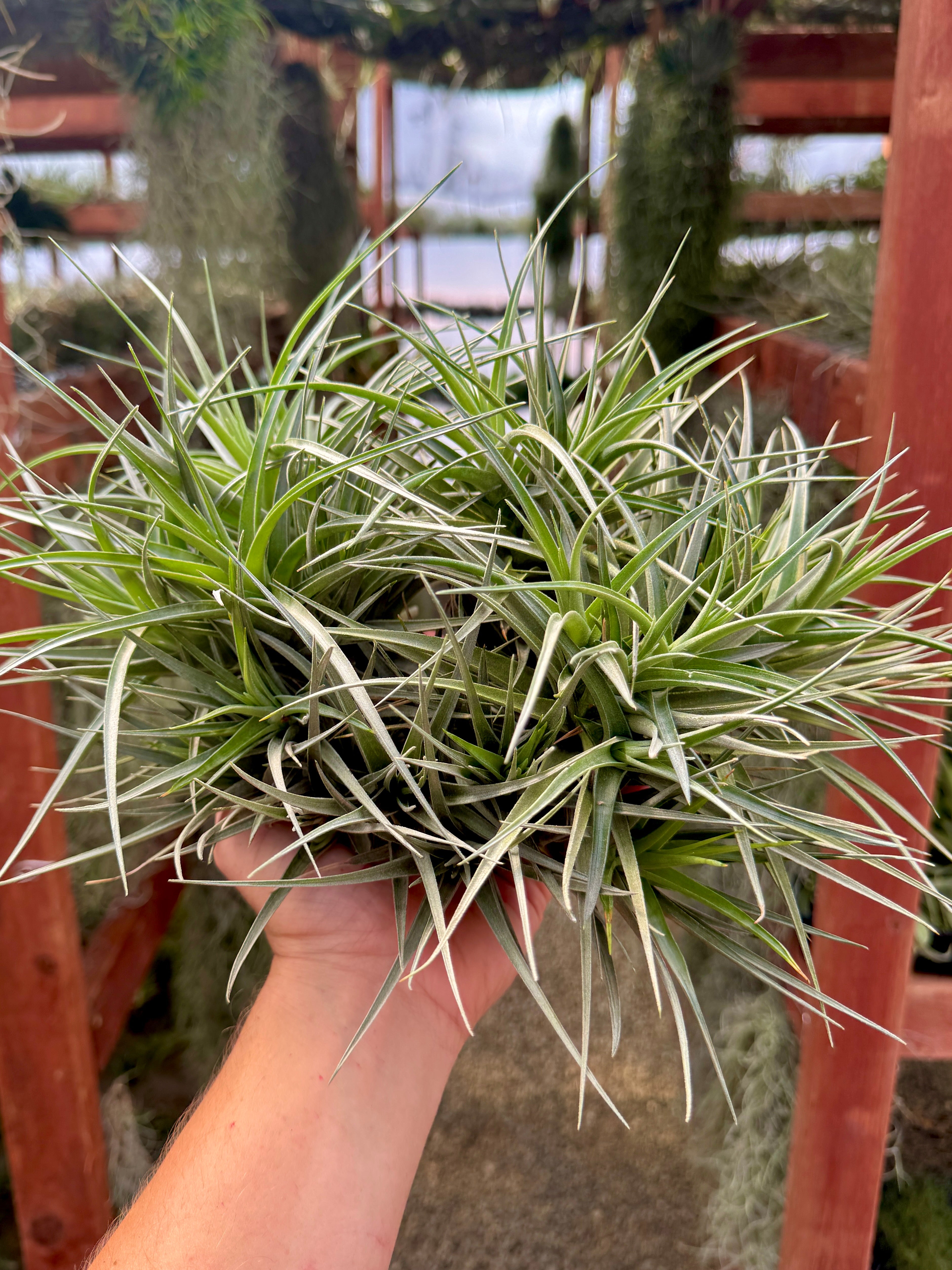 xl air plant Assorted XL Air Plant Clumps , (Exact Plant Pictured!)