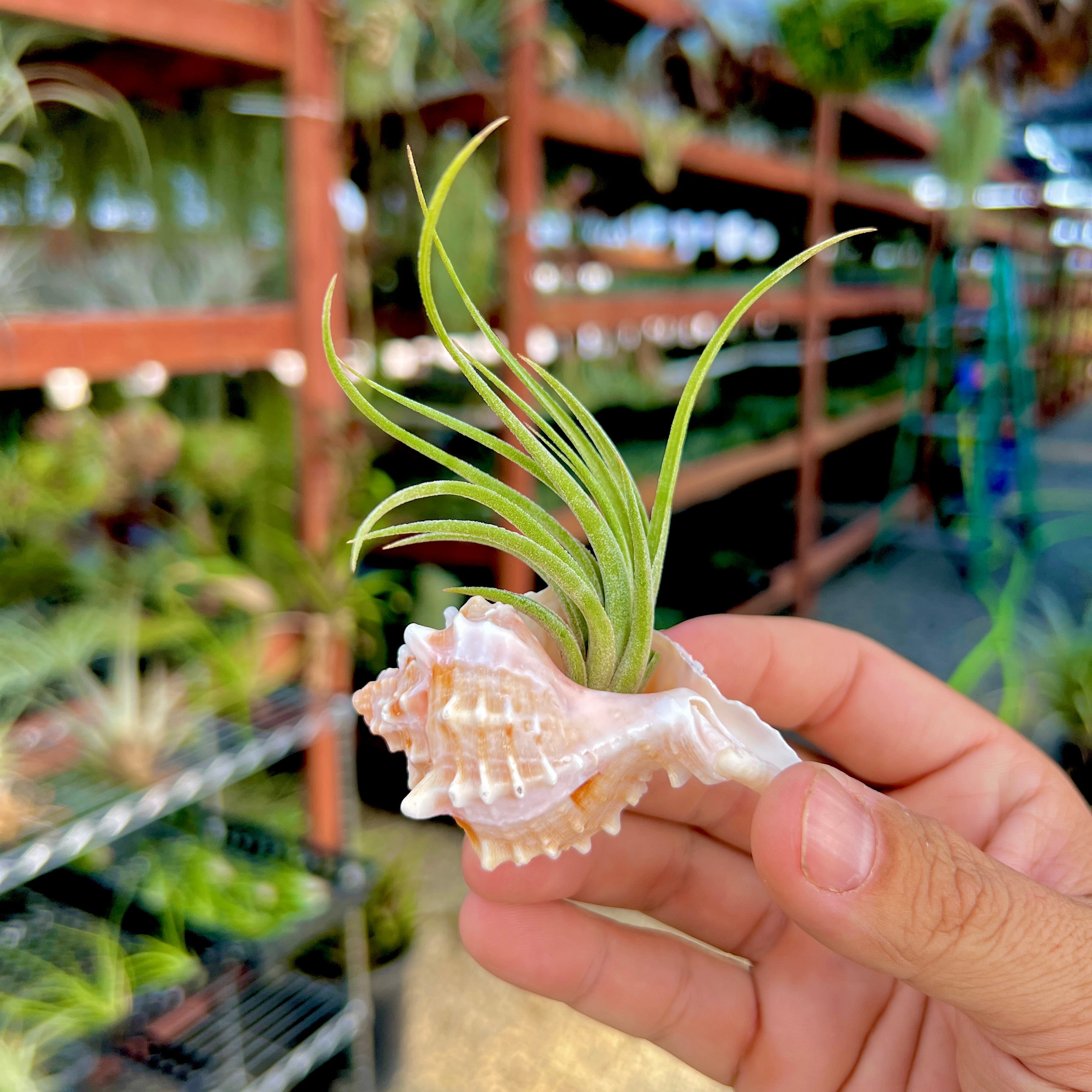 Air Plant Hub ラウンド ダイカット ステッカー 3 インチ x 3 インチ