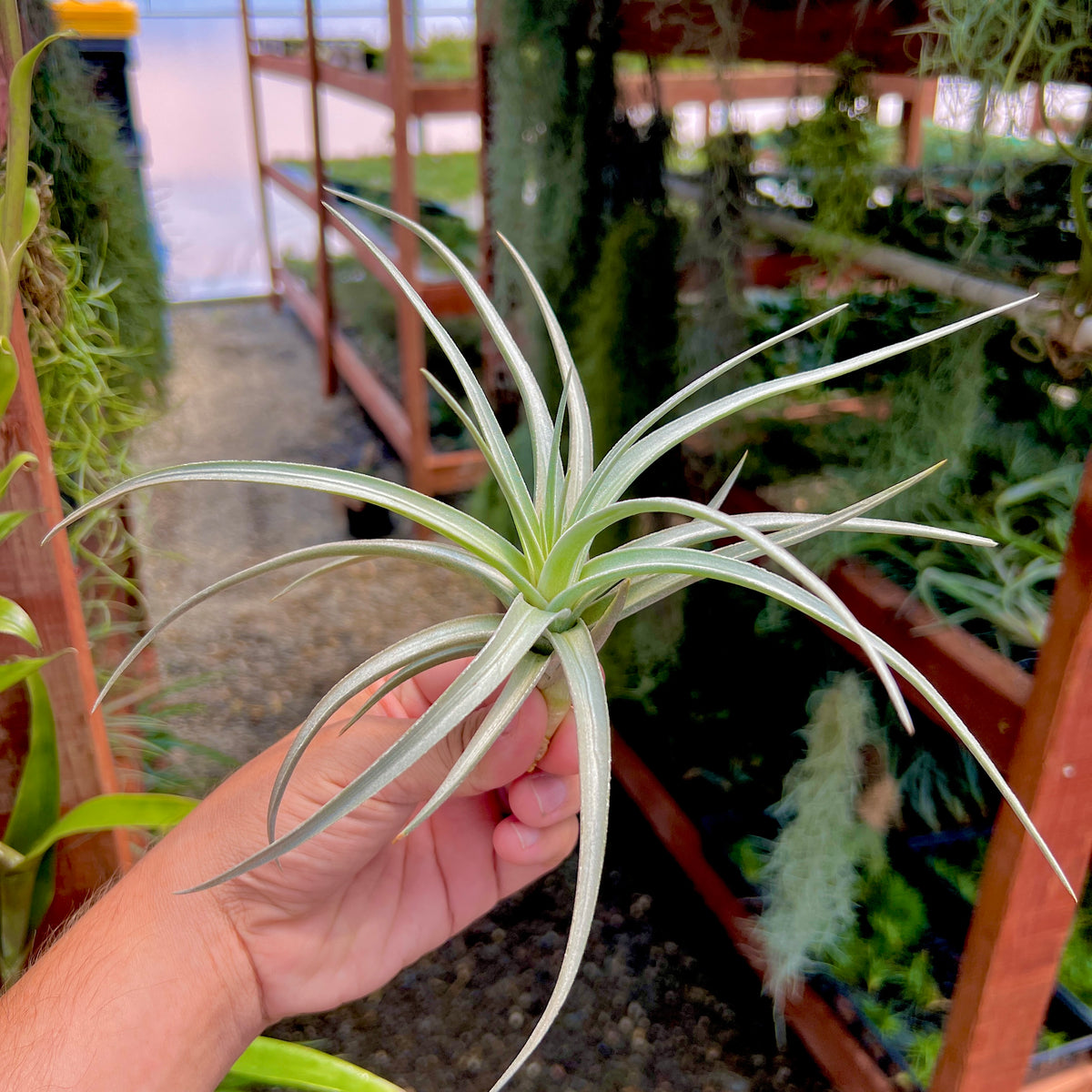 Ixioides | Air Plant Hub