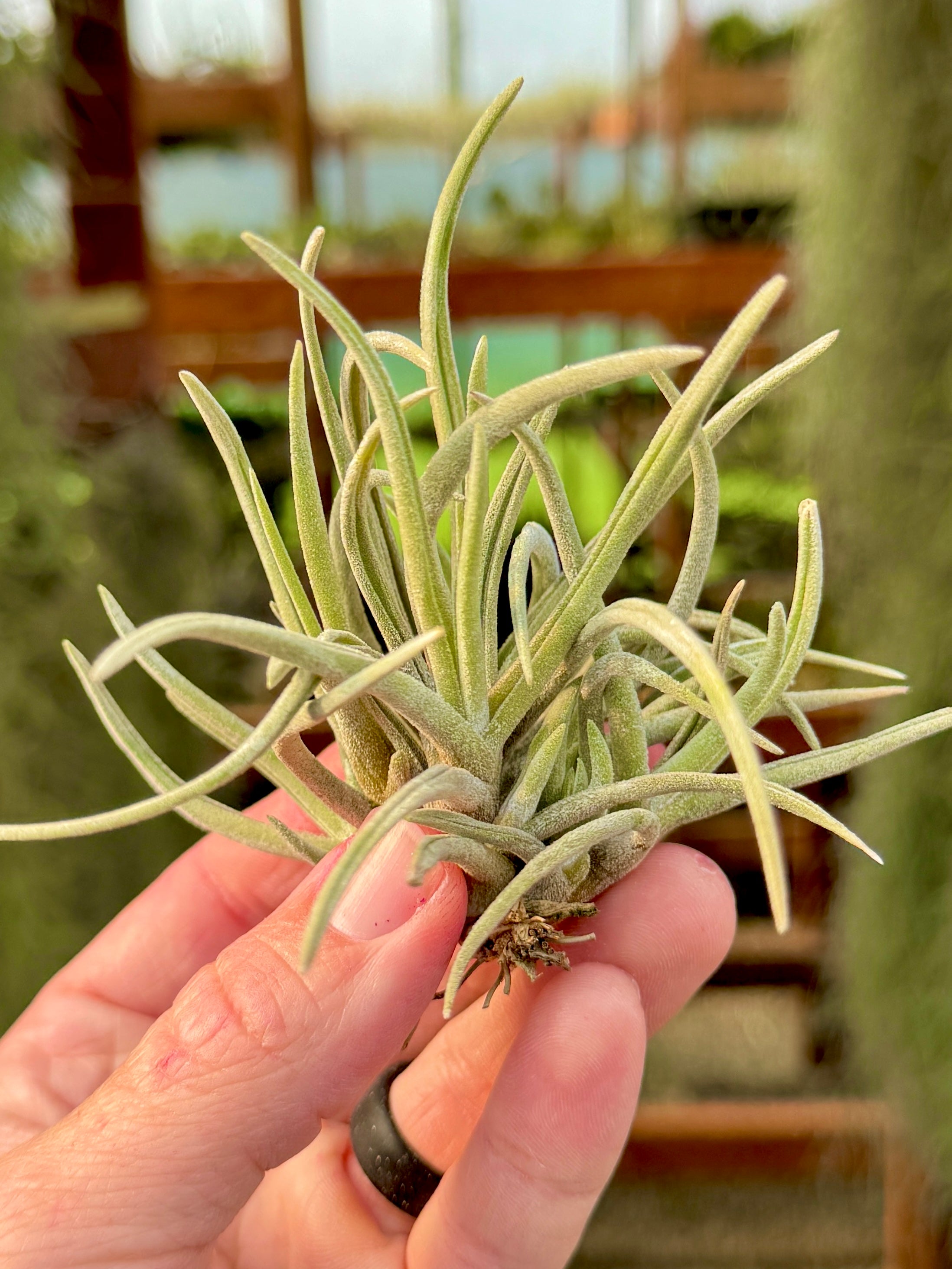 Glabrior <br> (Small Species)