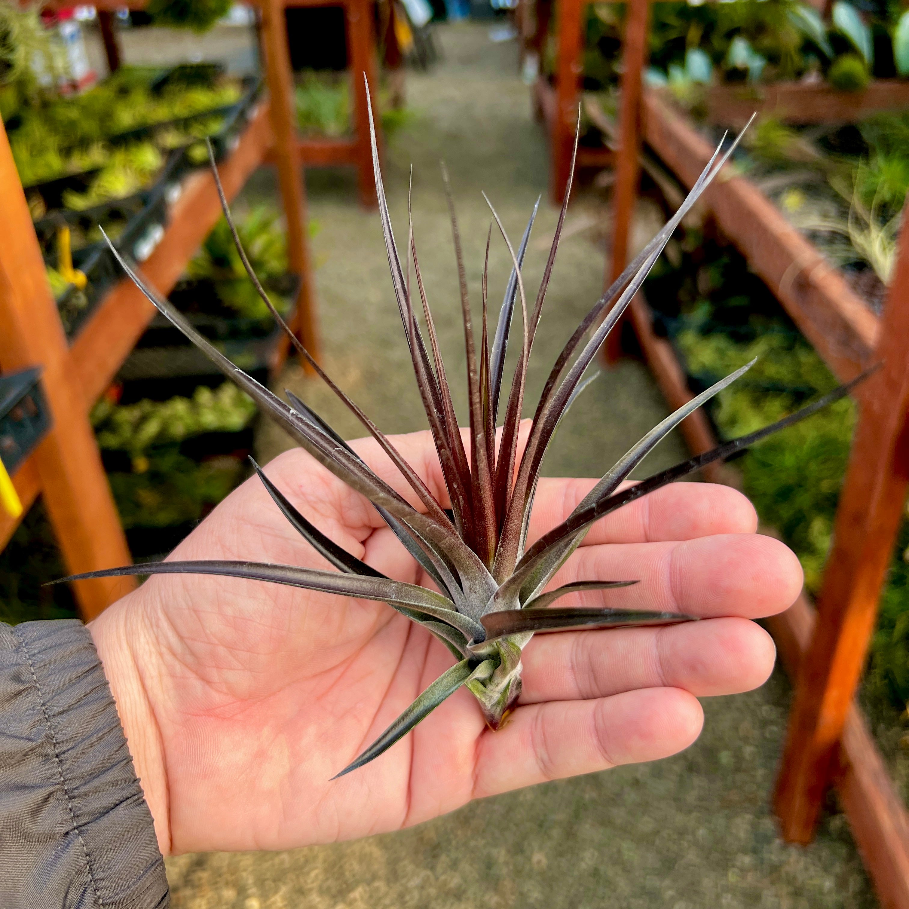 air plant black root Montana Black (Currently Green)