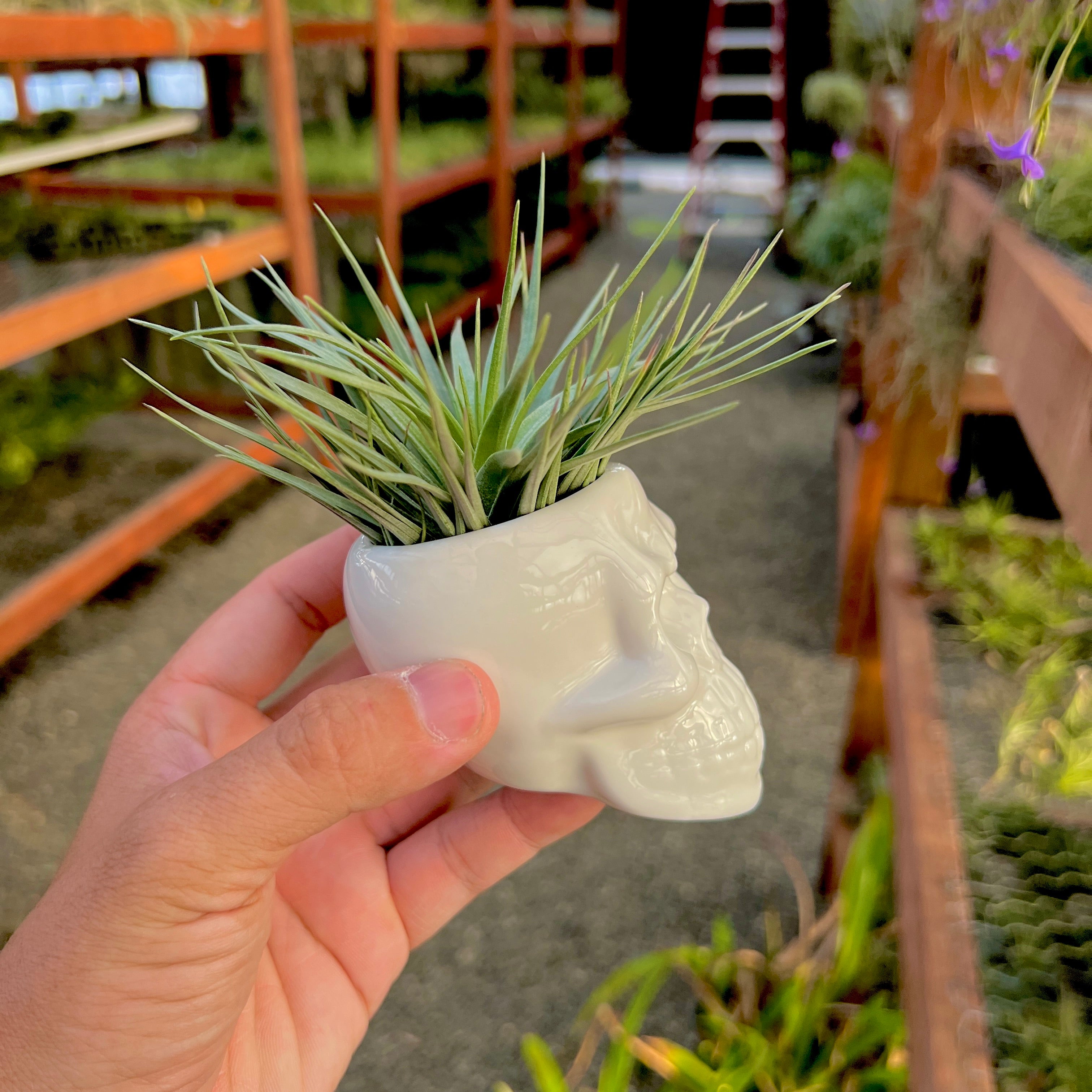 White Skull Ceramic Air Plant Holder <br> (Holder + Air Plant Combo)