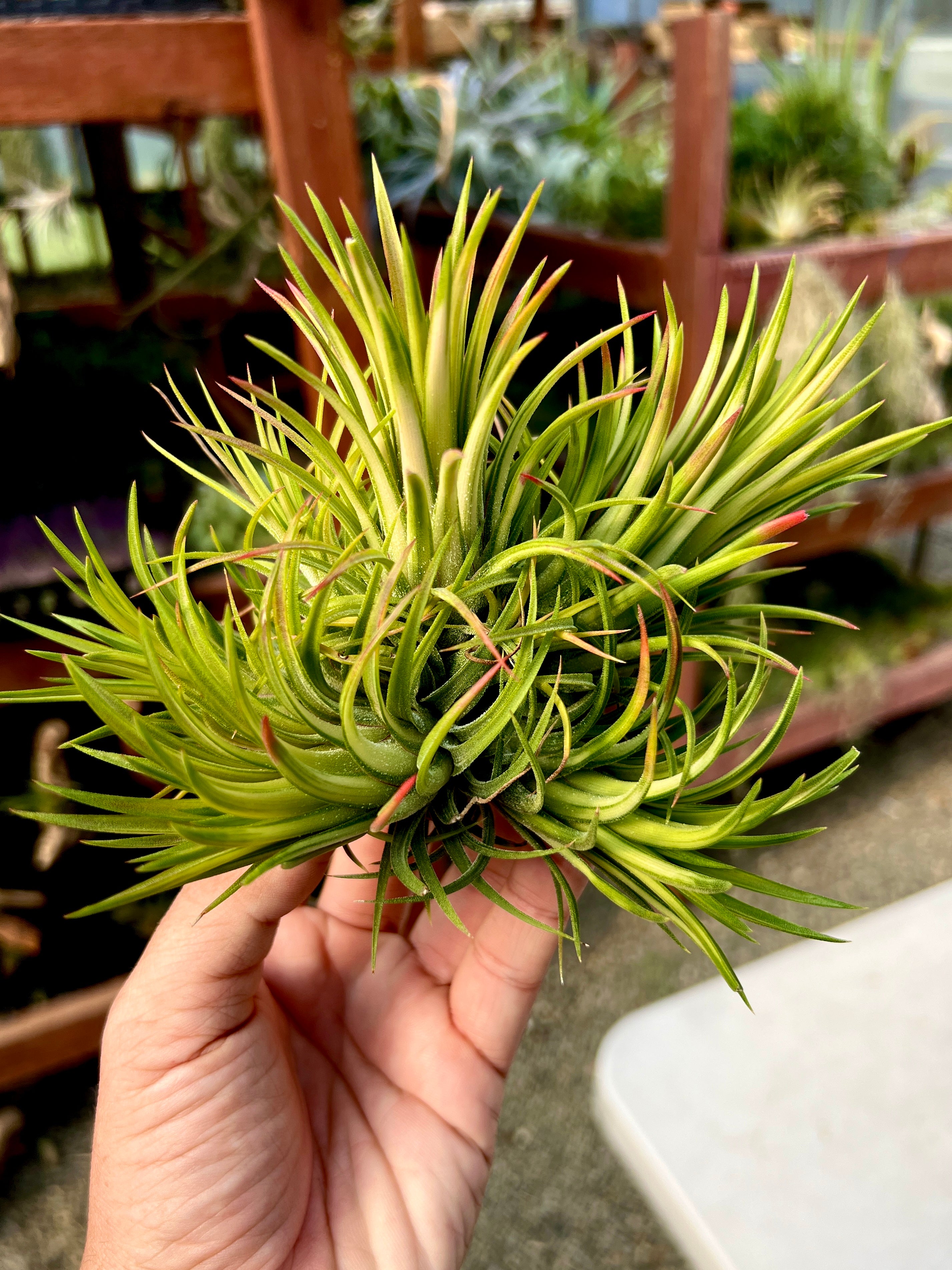 Rare / Premium Ionantha Selections (Exact Plant Pictured) – Air