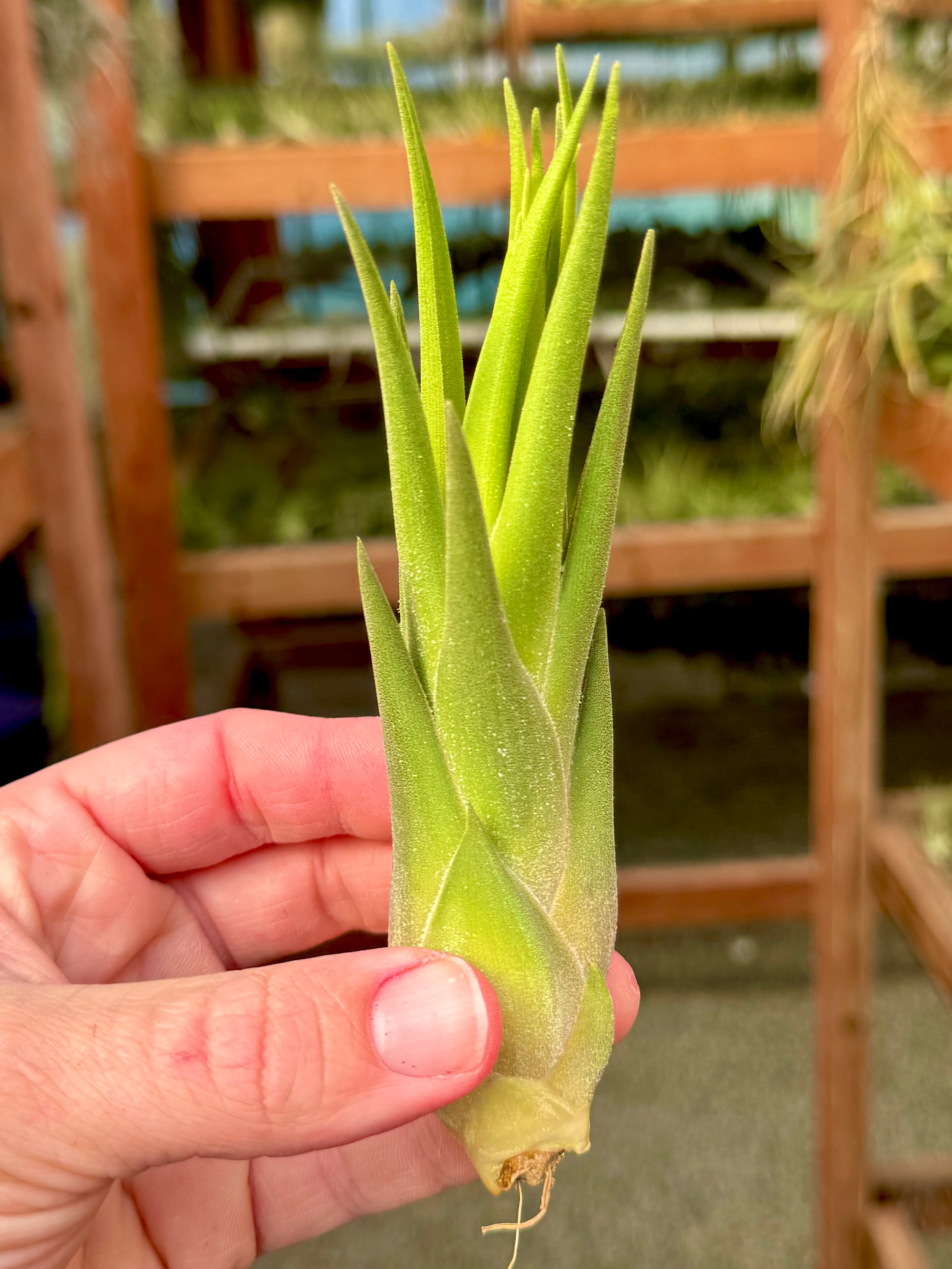 Seleriana X Circinnatoides