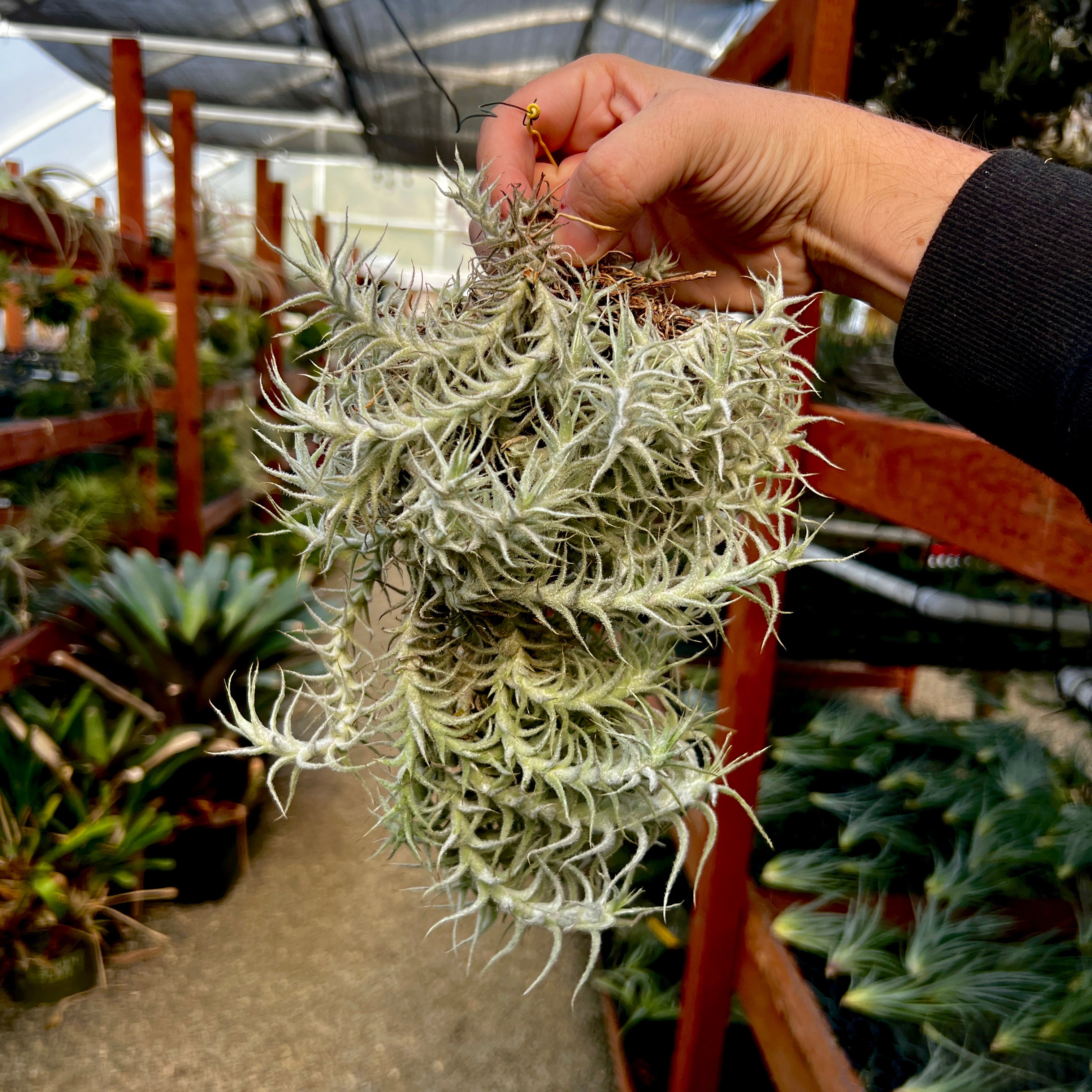 Hanging Stellifera Clump